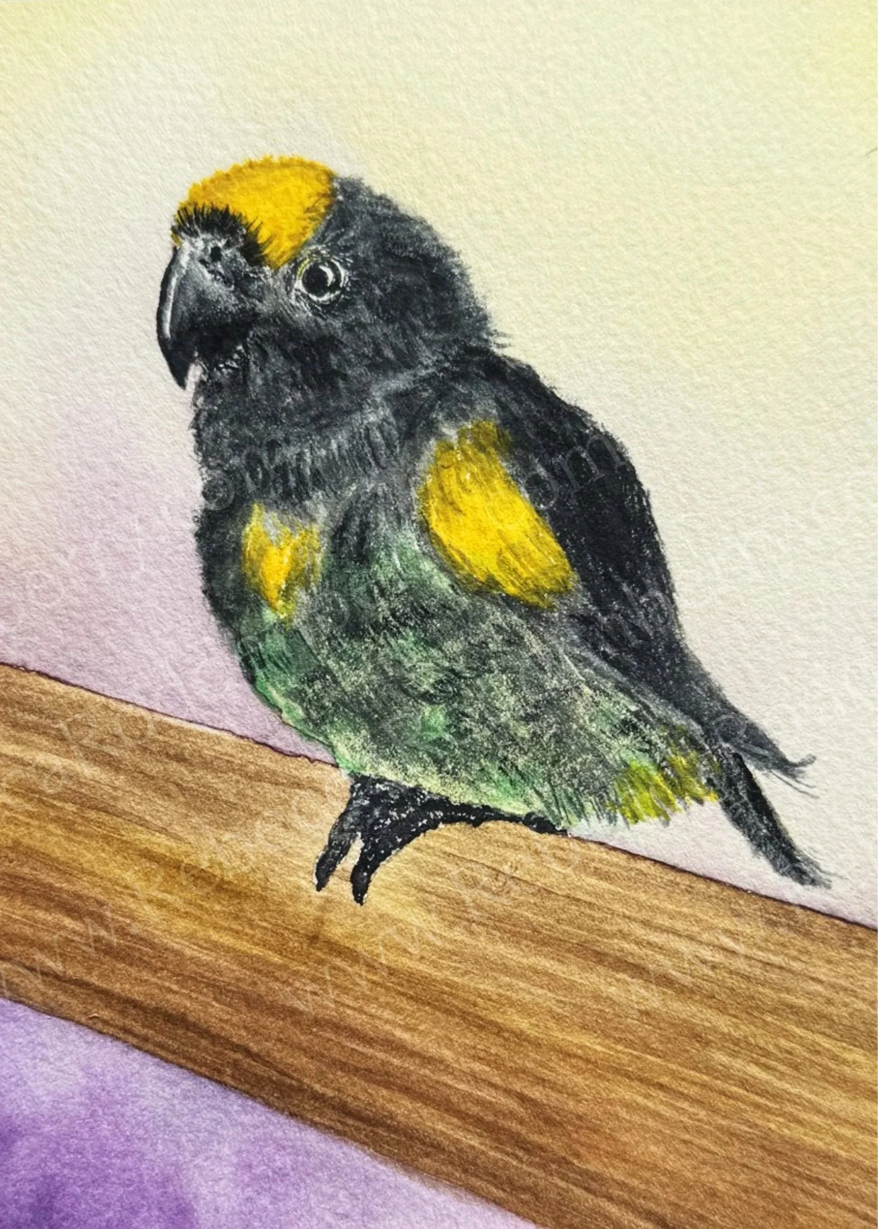 Paris the Parrot