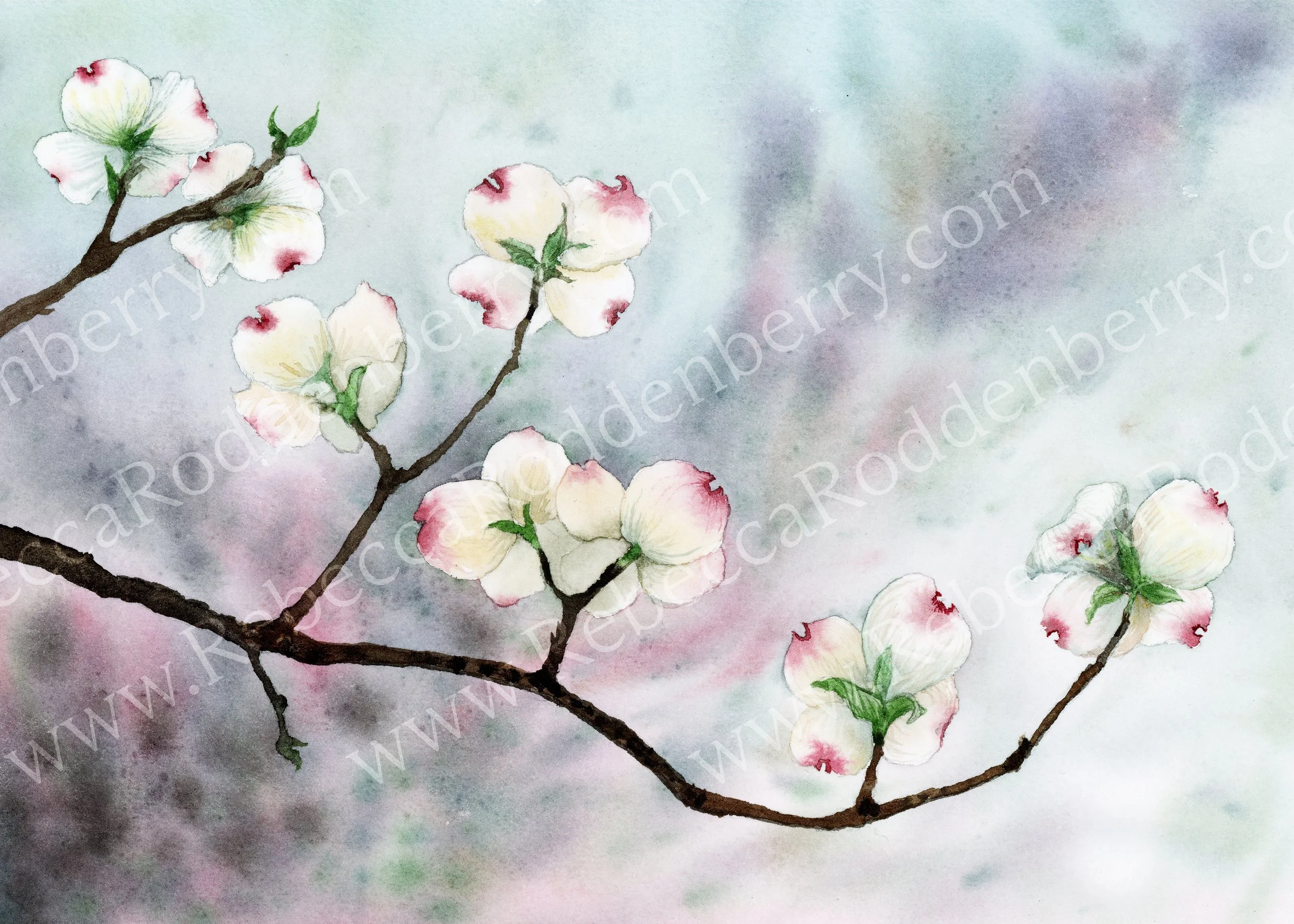 Dogwood