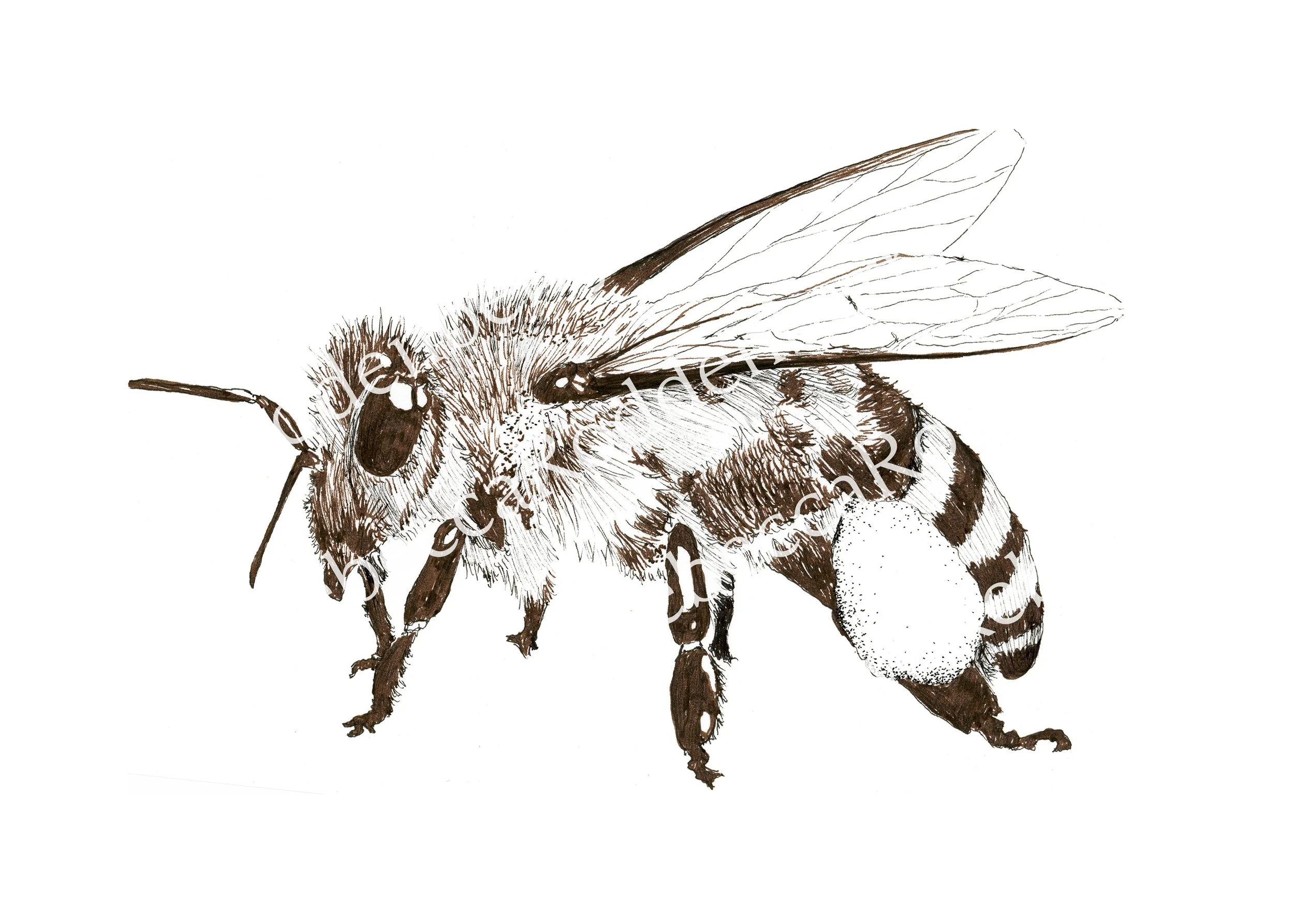 Honeybee