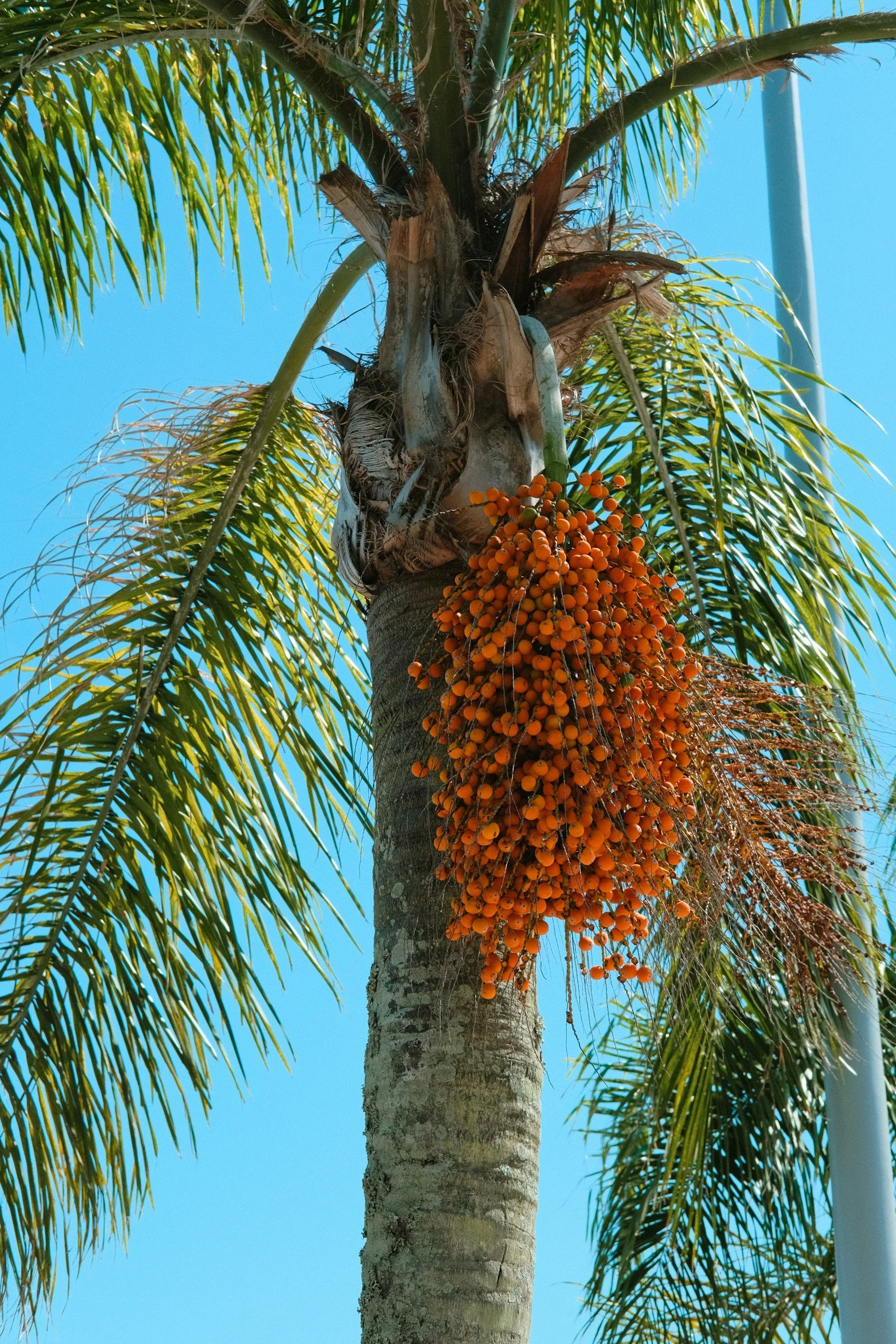 St Mary's Weekly Eco Tip: Avoid palm oil, if possible