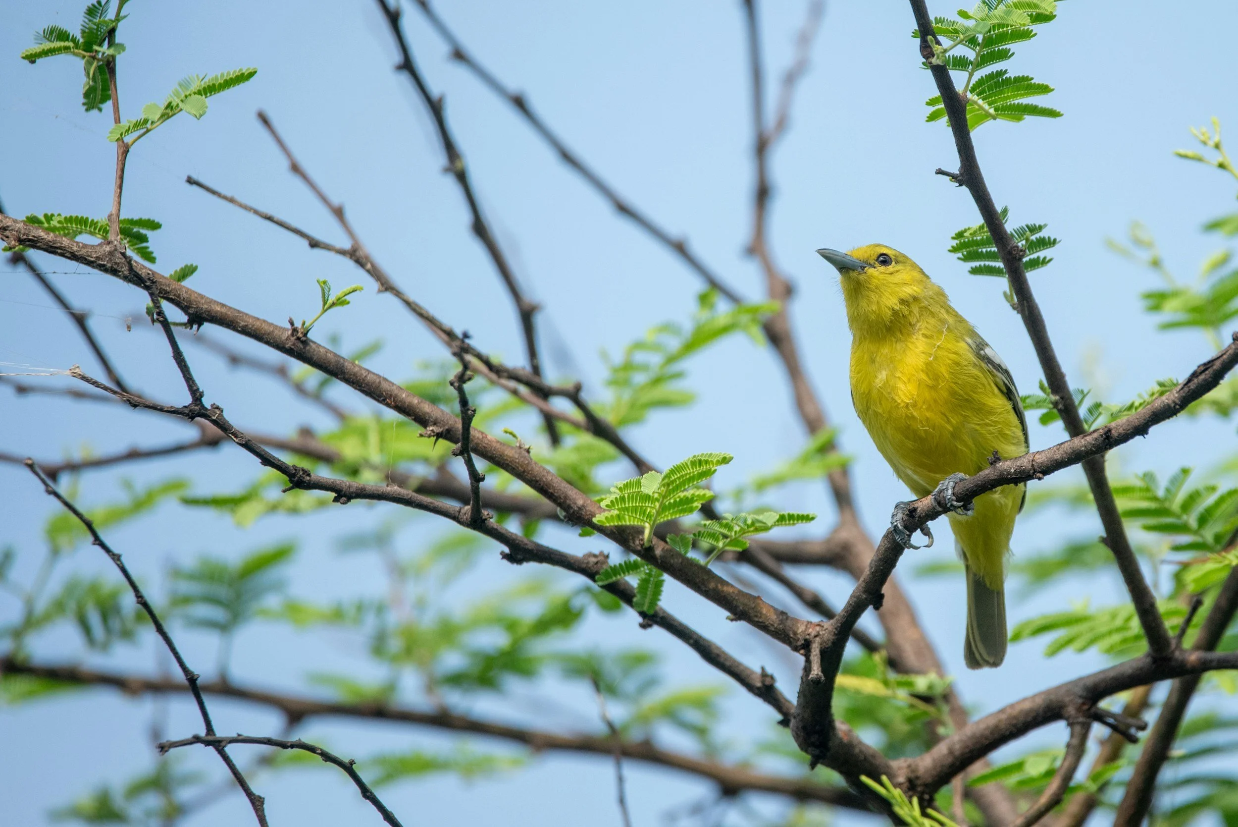 St Mary's Weekly Eco Tip: RSPB’s Big Garden Birdwatching