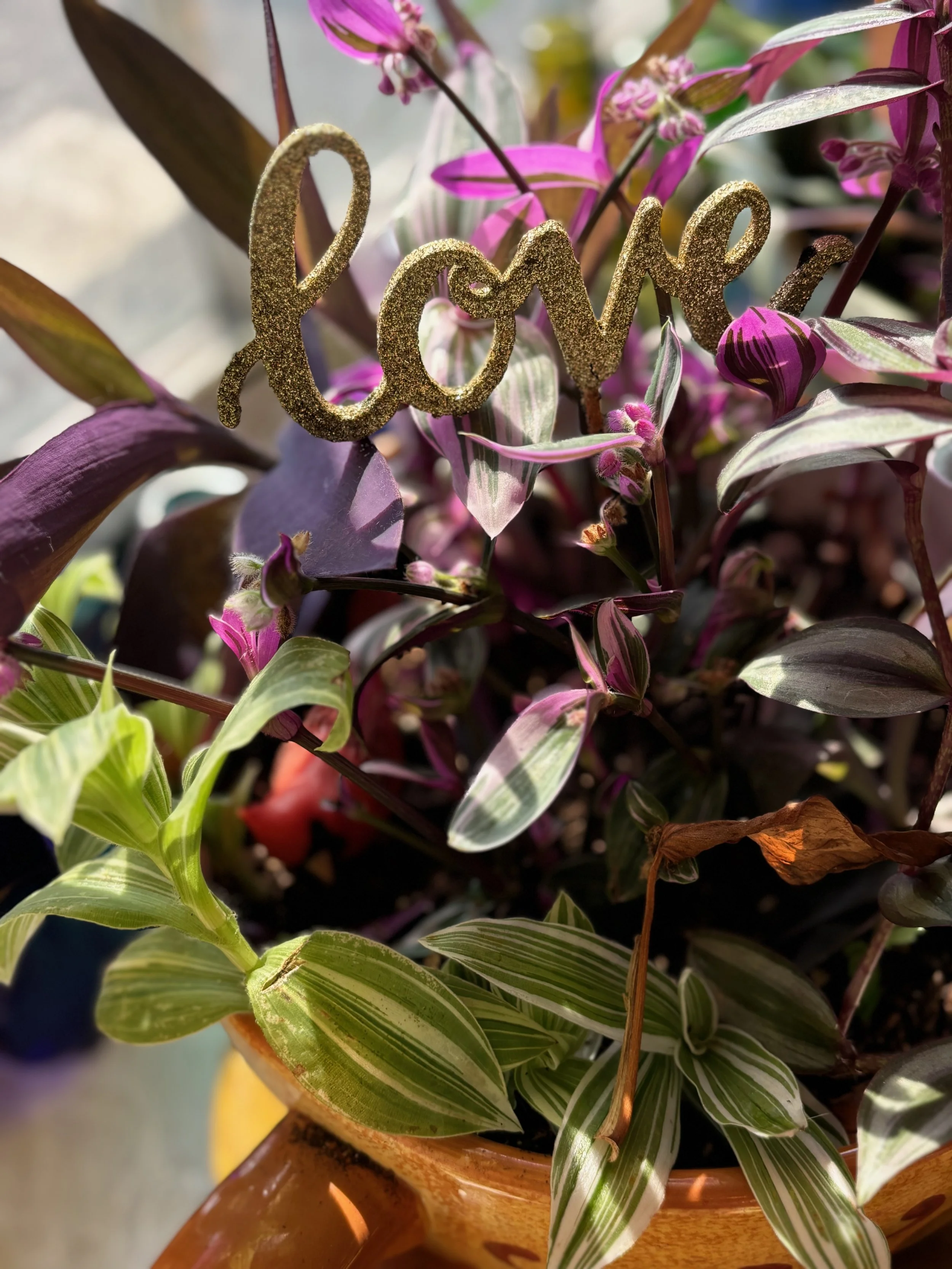 This is love picture with the plants. I think they have changed the name somewhat, but there's four different kinds of “Wandering Jew” plants in there and I really wanted the image to. Jewish people come in lots of colors and there's a lot of diversi