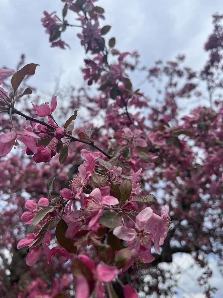 This photo is a tree and it only blooms once a year for a week or two. This gives me hope that we can plant a seed and everyone’s heart so
they can see God. The way the flowers in the front are clear and the flowers in the back are blurry, but still 