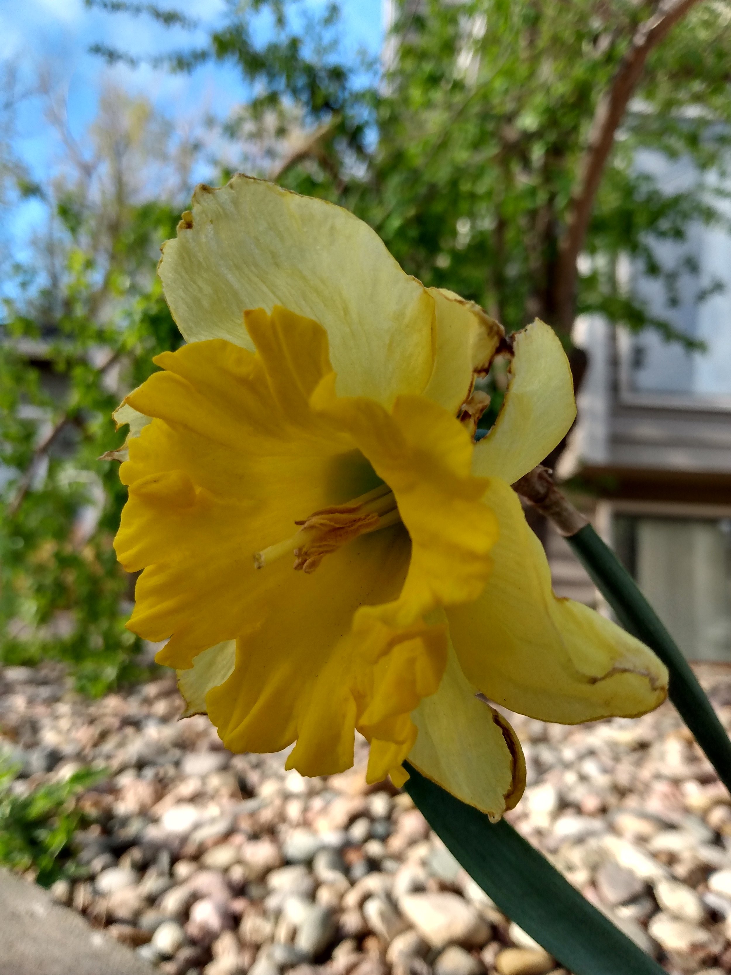 According to the dictionary hope is “a feeling of expectation and desire for a certain thing to happen.” This photo feels very hopeful
to me because the flower growing out of the rocks, coming up from nothing feels like hope itself. — Avery