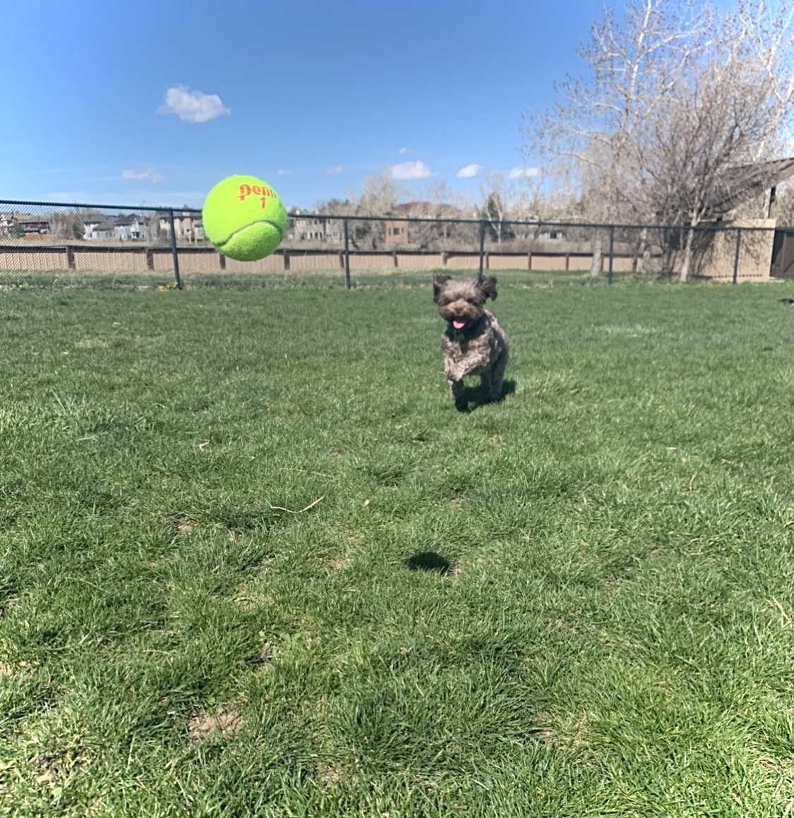 My dog’s exuberance in this photo feels like hope because he is full of energy and happiness. — Lucia