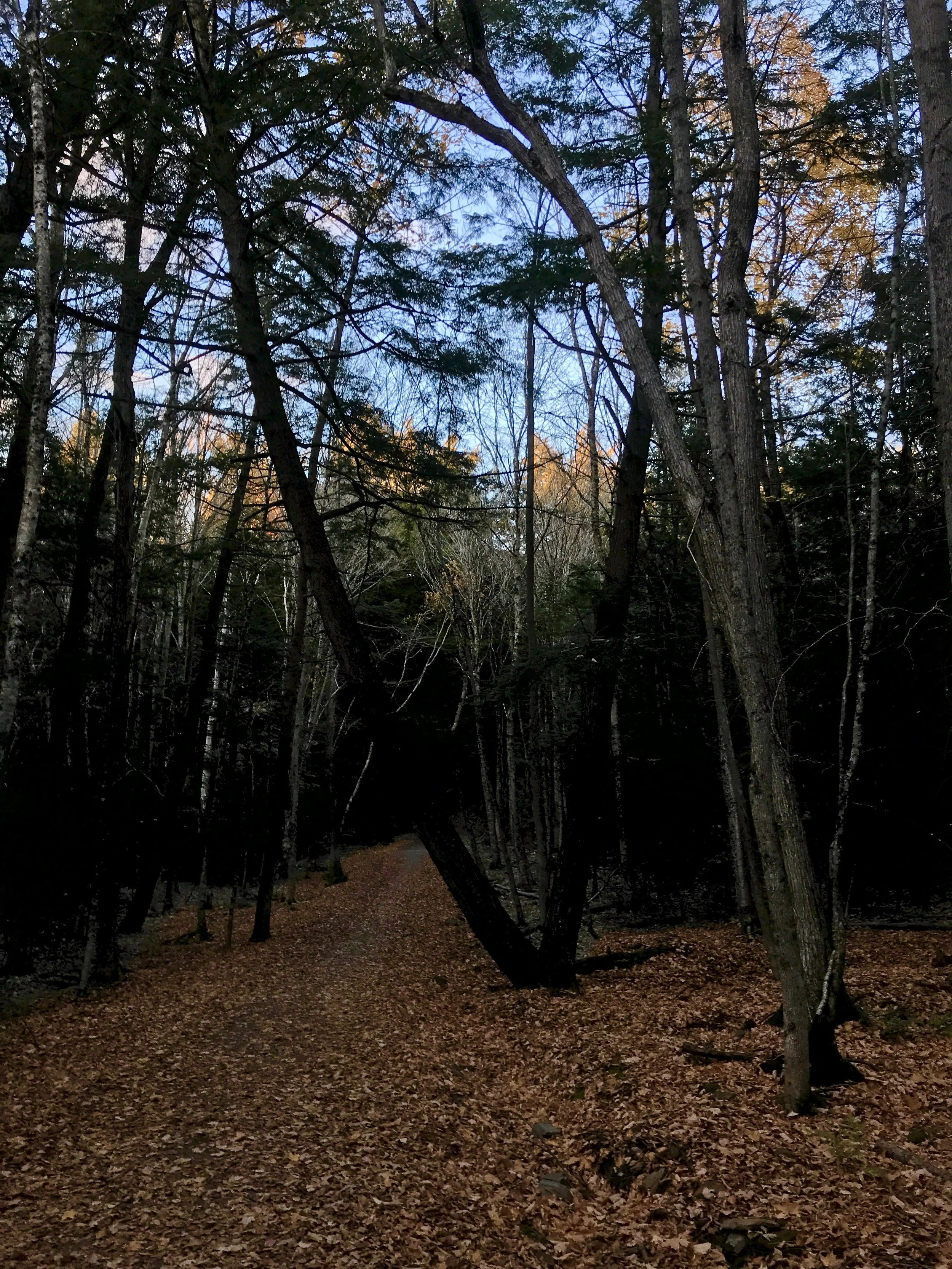 This tree has the same roots but two branches growing in different directions. Secular and Christian institutions face similar issues and should work together instead of growing apart.    

— Brandon