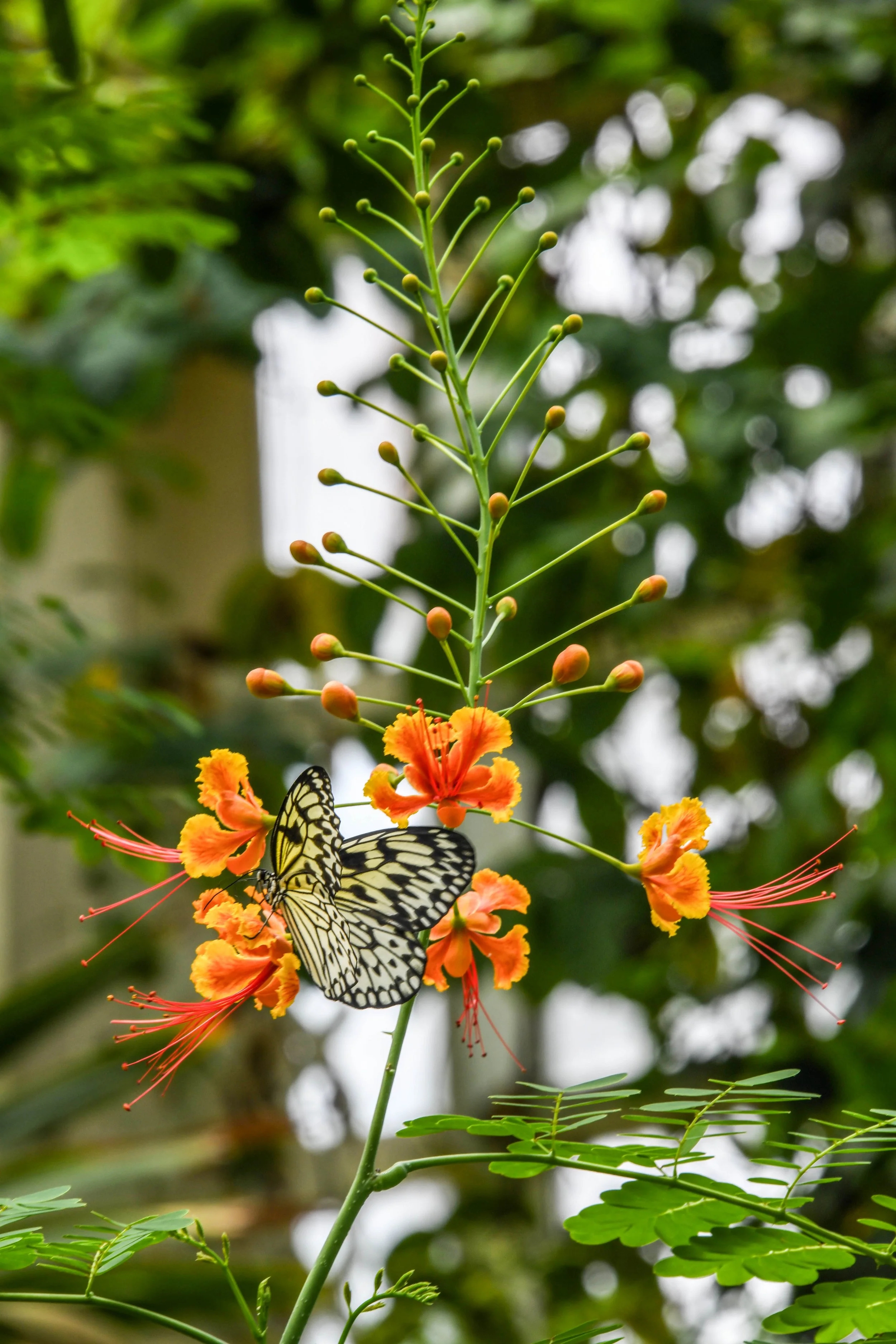 Moving on, I took a picture of a butterfly. I do like nature, and I was not in nature a lot these couple weeks. It's just a butterfly. And to me, this picture really means just really taking time is slow down. Look at the moment too, in spirituality,