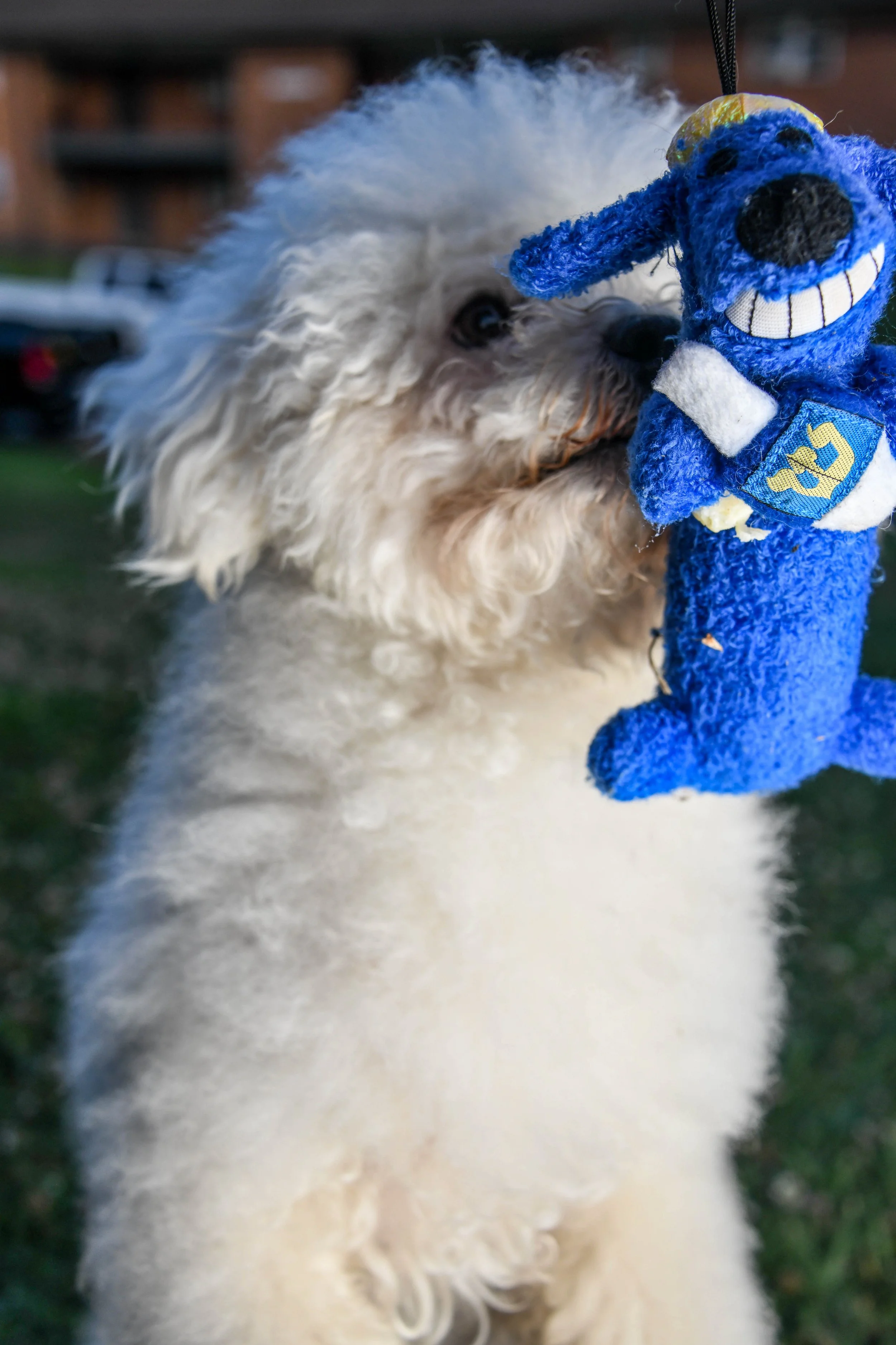 My dog's name is Cyan, and my cat's name is Alo. We go for daily walks. My cat does enjoy walks, and they got this toy years ago, back when my dog was a puppy, and I used to have Jewish roommates, and they got him a little squeaky toy that's a dog wi