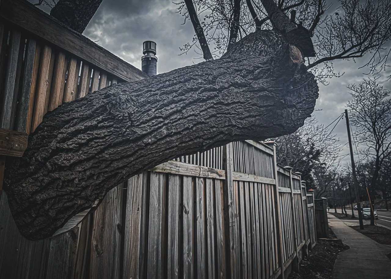 This tree continues to thrive. Deeply rooted in St. Paul, I don’t know the owners of this house, but I am grateful that they have cut the fence around the tree. This space has been rooted in honor of creation—a reminder to care for the spaces and pla