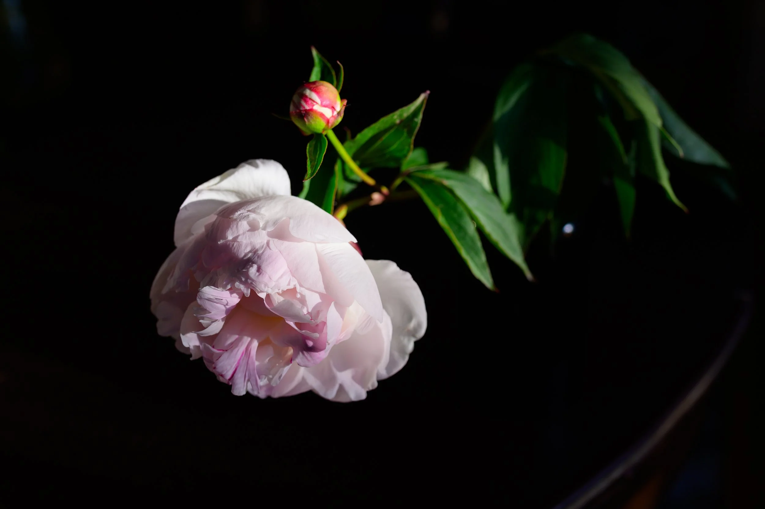 This is a peony from my garden. I find my faith most evident in nature.     

I bought a house a month before Covid, and spent a lot of covid unearthing the garden that had been there for many renters. There are a lot of flowers and amazing plants, b