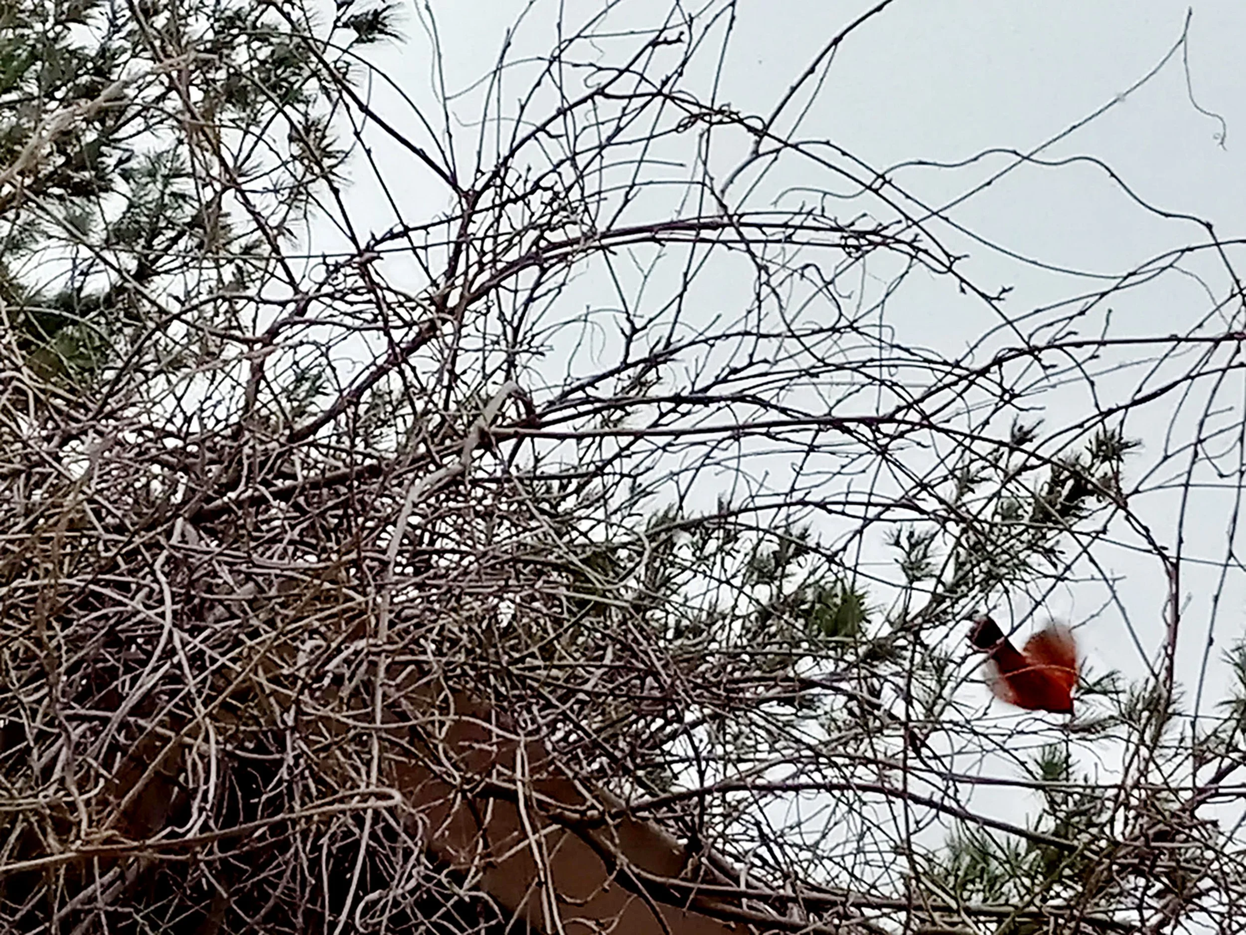 "That small red smudge is a cardinal that had been resting on the vine covered awning outside the Arboretum. I believe that if you create the space for beauty and love, then beauty and love will flourish. Even if some beautiful things are fleeting, a