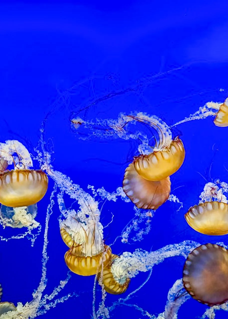 The image of jellyfish flowing gracefully through deep blue waters evokes a sense of craving for the gentle flow of life, moving with purpose despite the surrounding darkness. Their serene movements remind us that even in the most turbulent of times 
