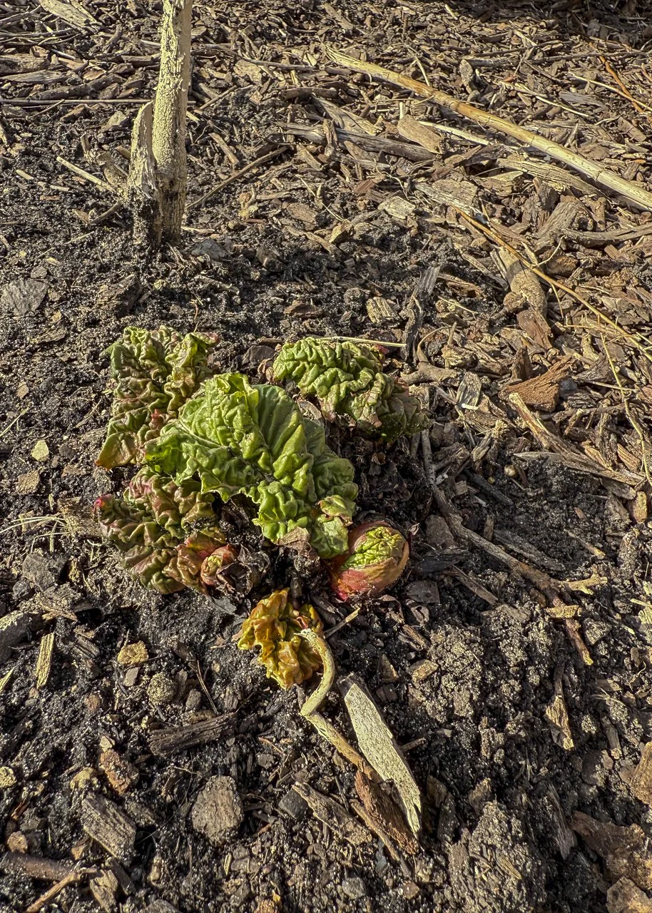 A rhubarb needs time, depth, and a deep freeze before it is ready. This plant was put into the ground after my Grandma Alice died. She lived her life with joy and welcome. She also loved rhubarb. When I harvest it, I think of her. She created a world