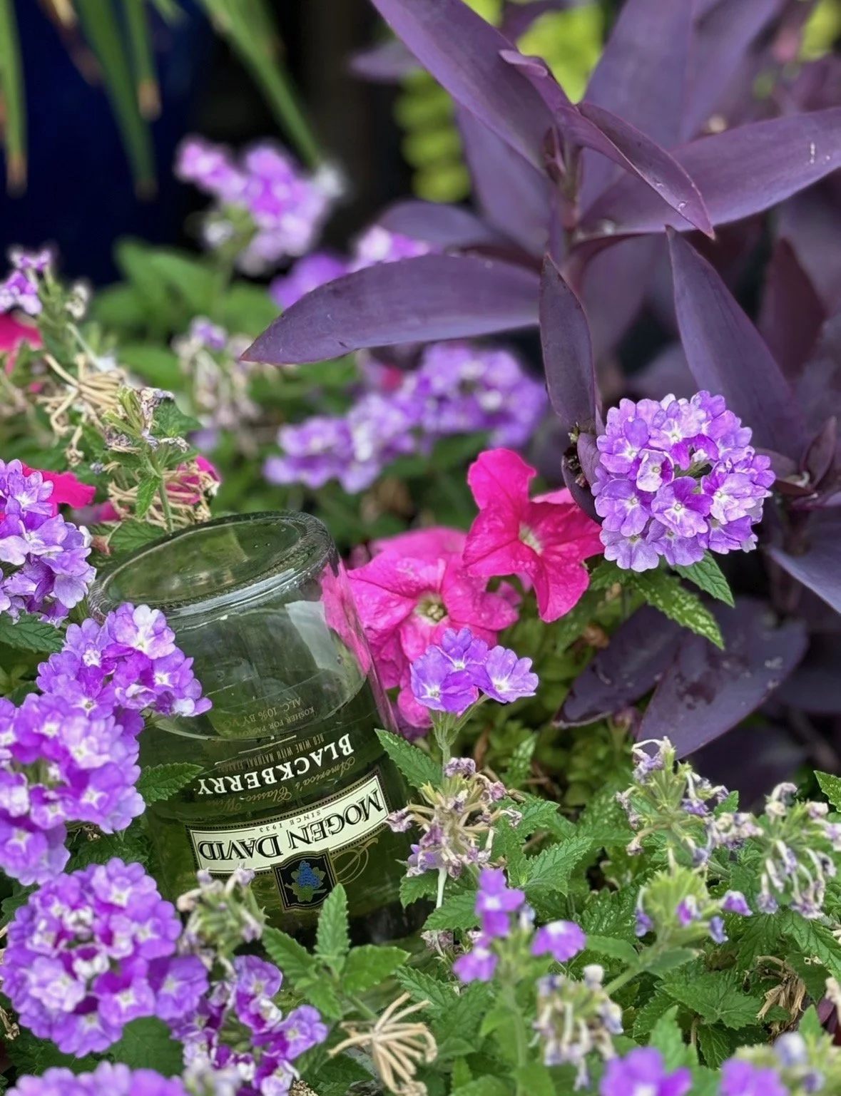 This is a Jewish wine (Mogen David is popular Kosher wine) bottle feeding the plants, so that's kind of cool.     — Rachel Gucwa