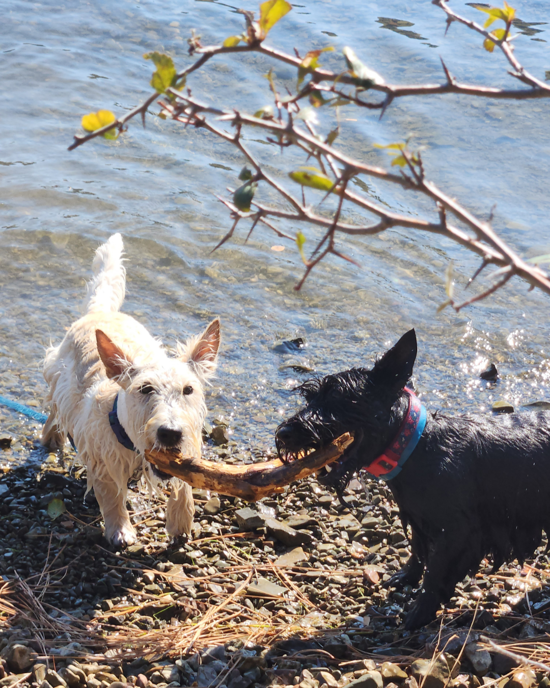 "Together we can help lighten the load." 
— Julie/Finn & Fiona, Idaho