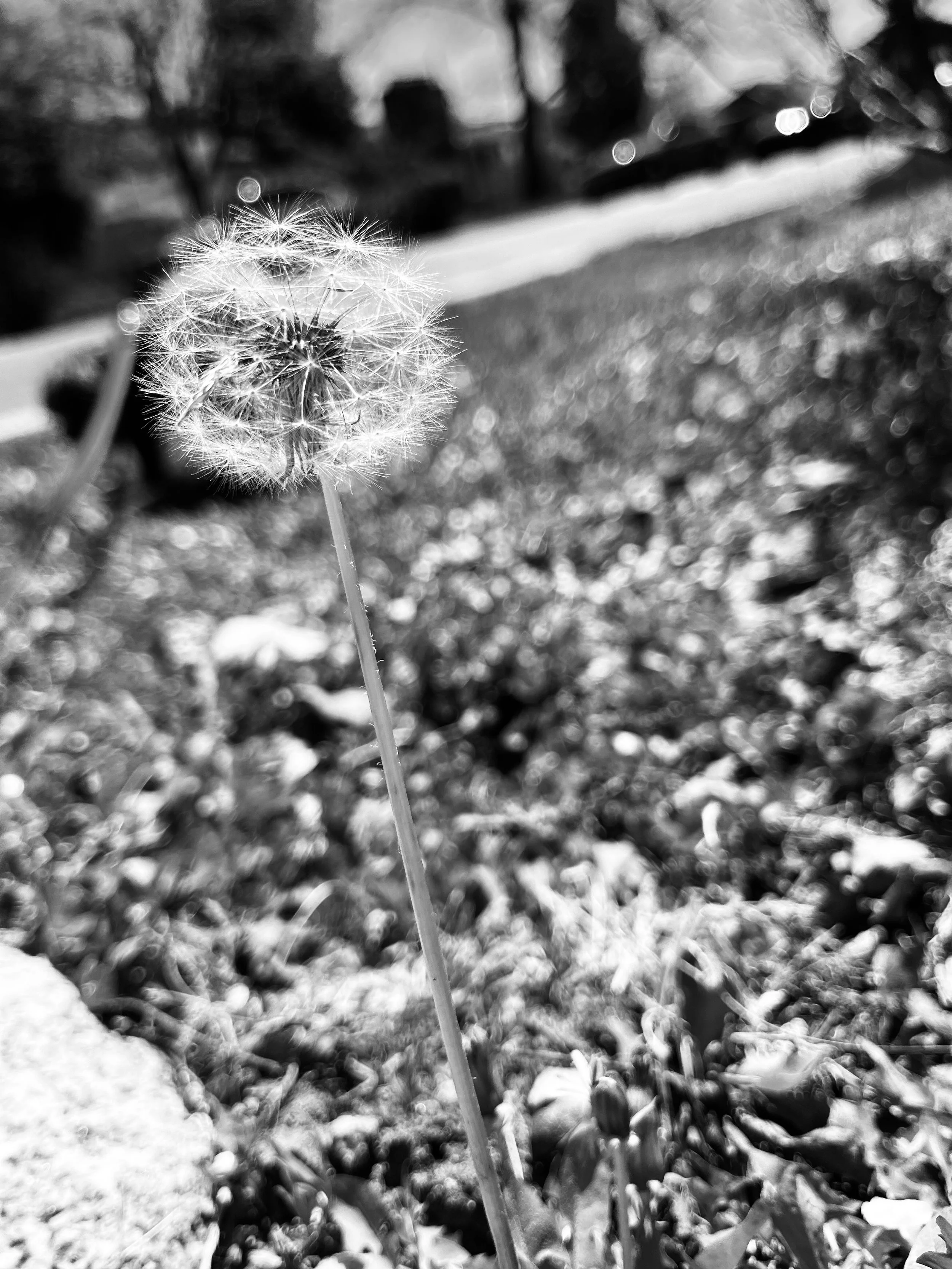 The way that the light shines on the seeds of the dandelion resembles hope because it is beautiful and it makes me feel still. — Lucia