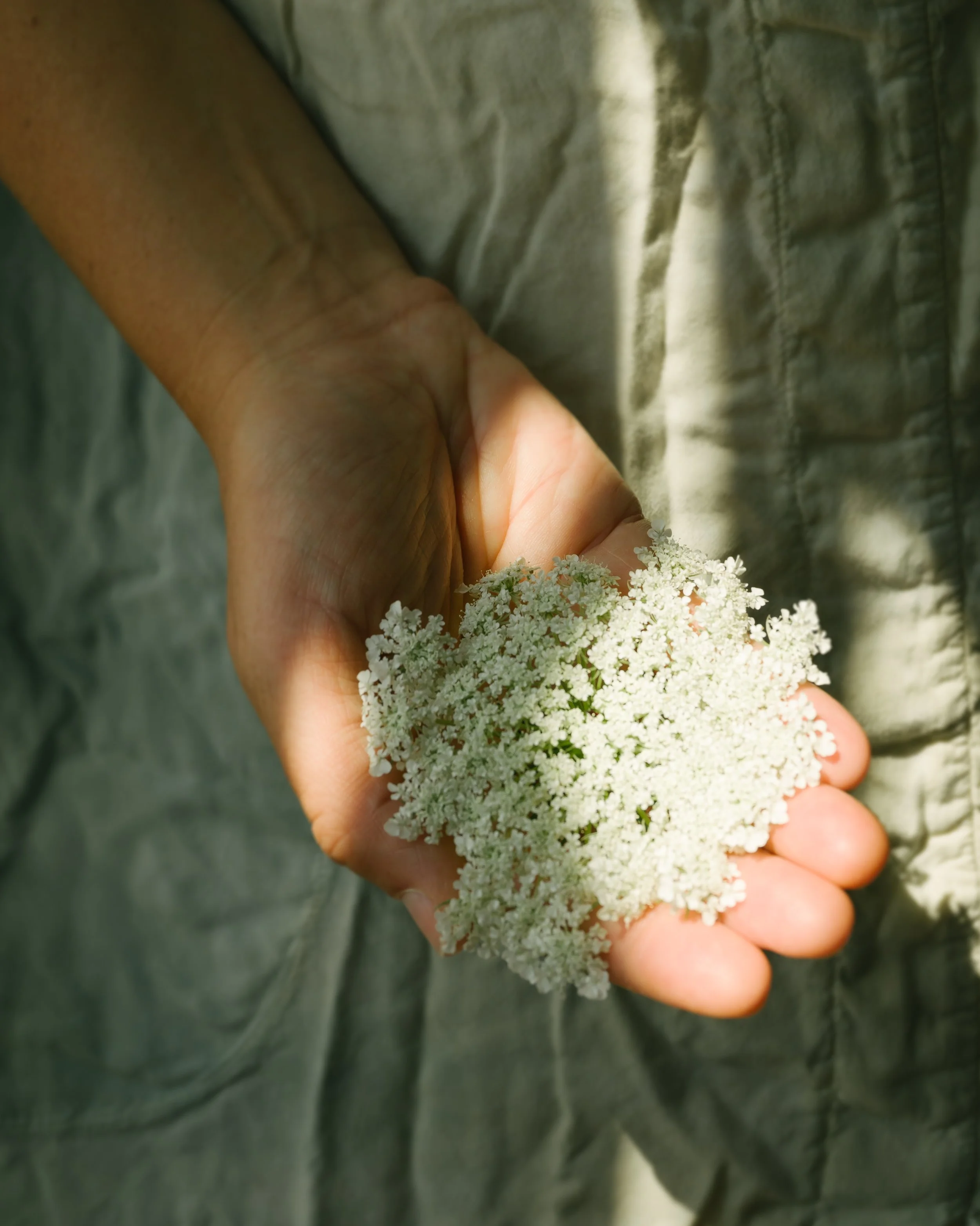 I wanted to use elements from nature that show the wonder that nature creates, even in her smallest elements, not just the grand vistas.    

This is a weed, it's called Queen Ann’s Lace. But it's actually beautiful with a sort of mathematical shape.