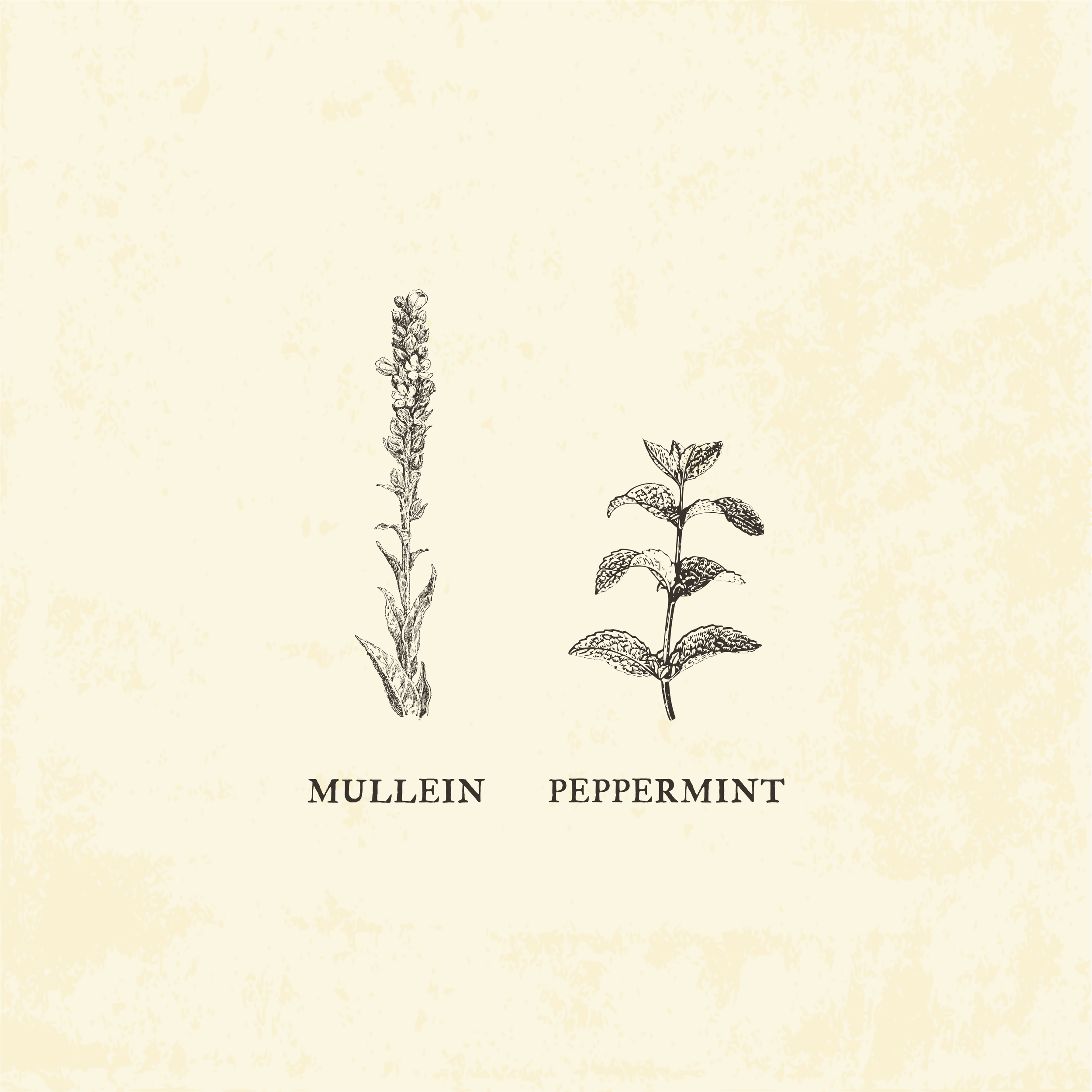 Drawing of three herb plants labeled 'Mullein,' 'Peppermint,' and 'Lavender' on a beige background with a textured pattern.