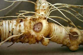 Close-up of a ginger root with several attached roots and a hole on the surface