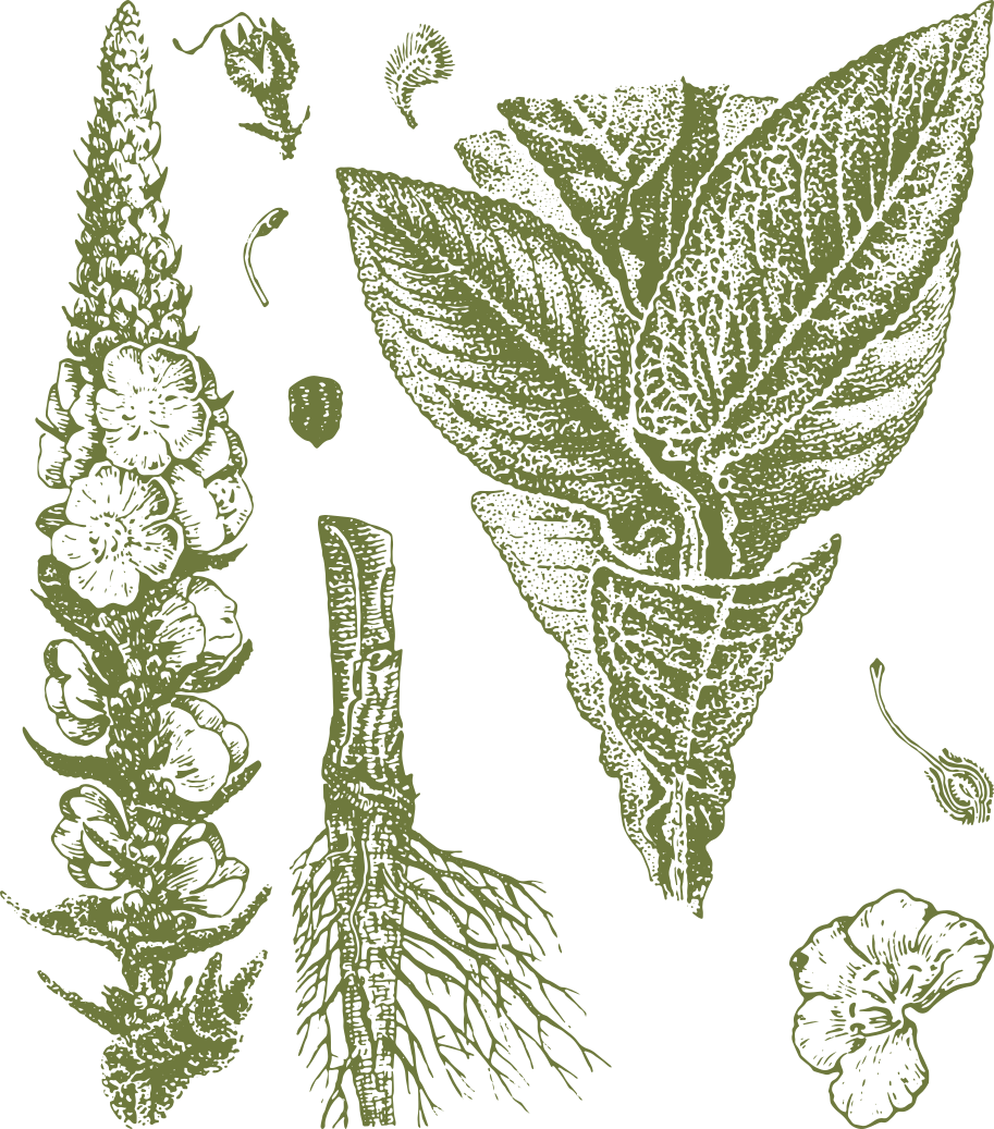 FlattopMountainHerbs_Mullein_Mullein Tea_Herbs_Mullein Drawing
