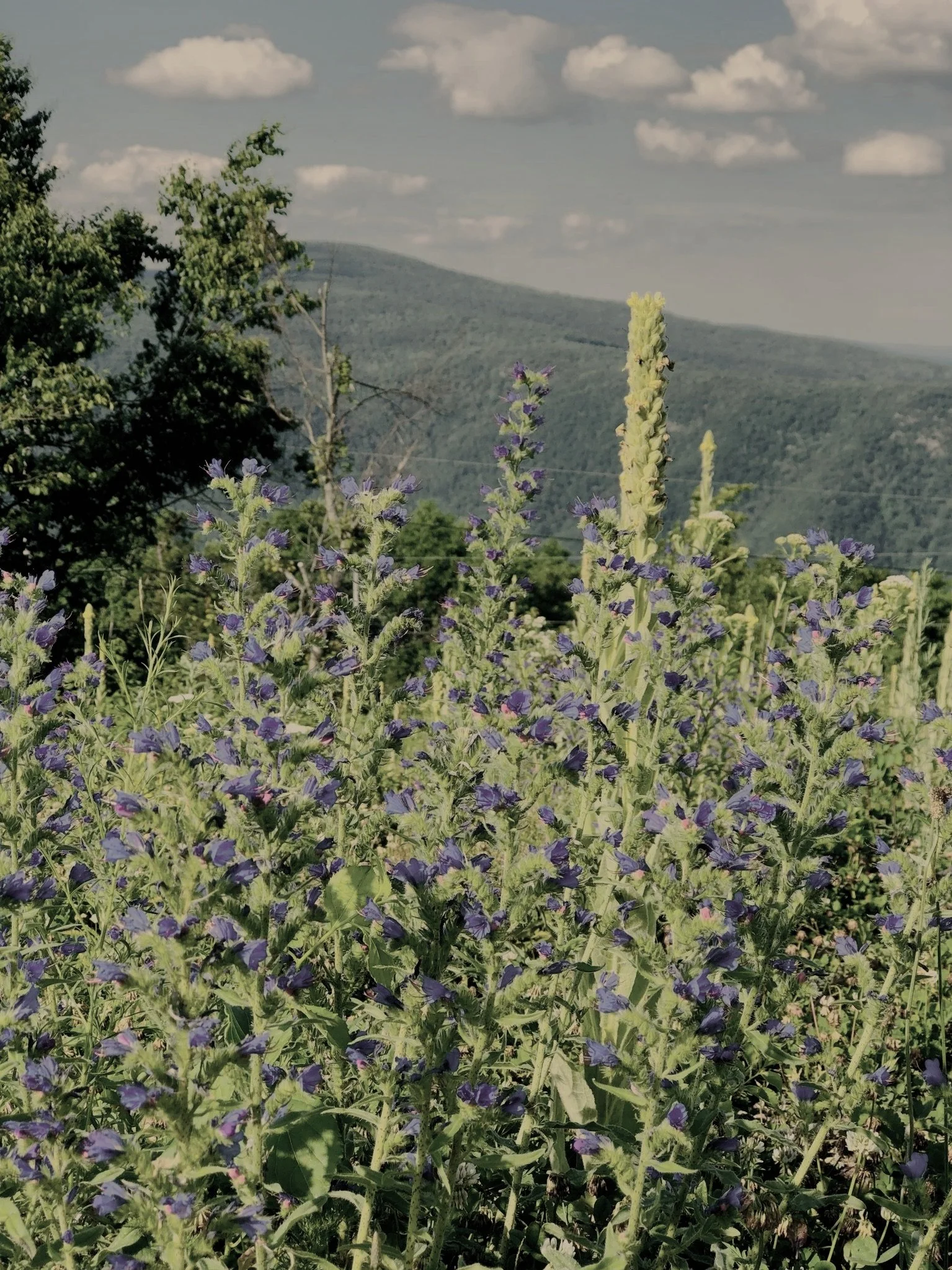Purple flowering plants in the foreground with trees and a mountain in the background under a partly cloudy sky.