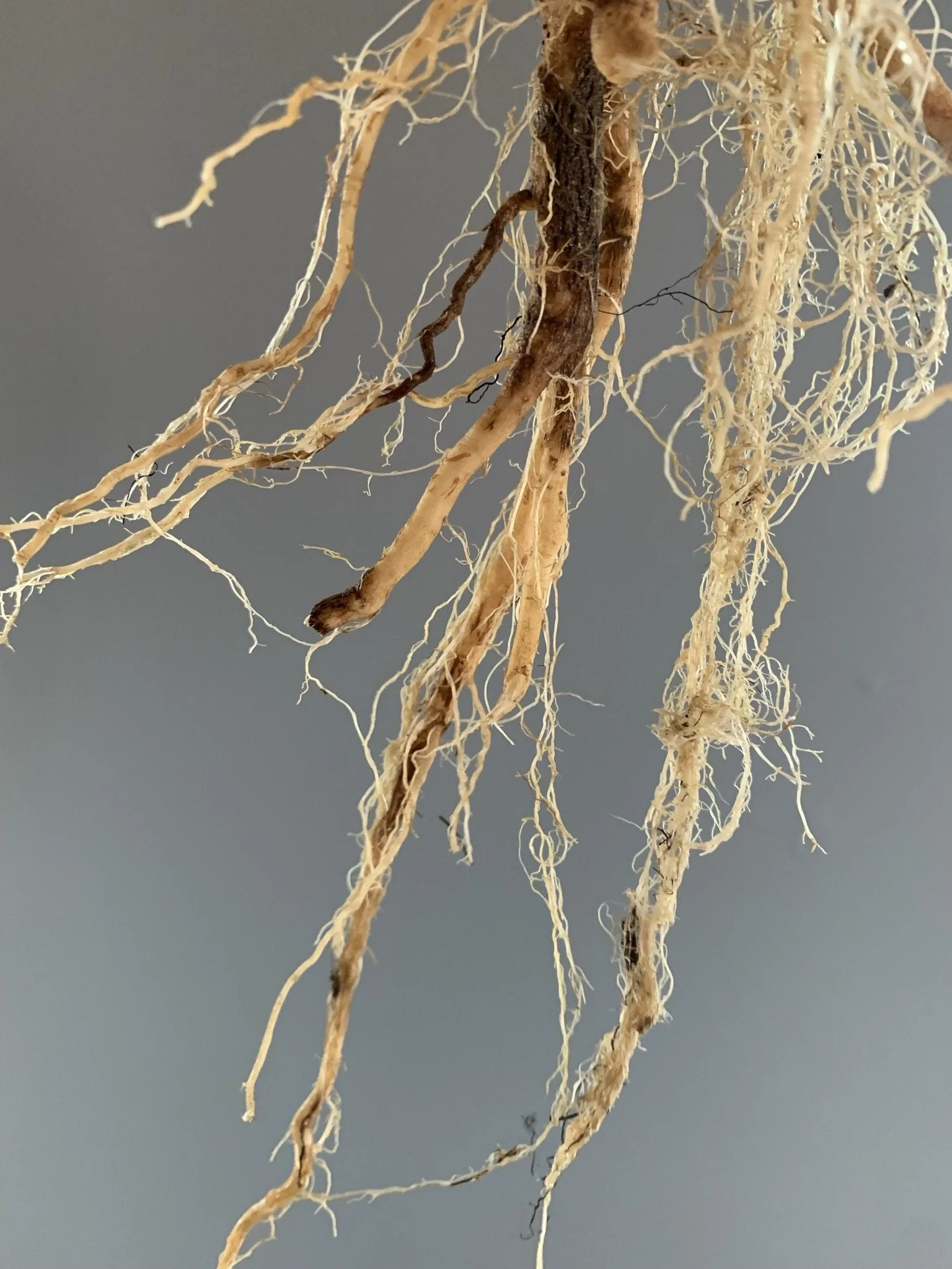 Close-up of a network of dried, tangled roots or plant fibers against a neutral background.