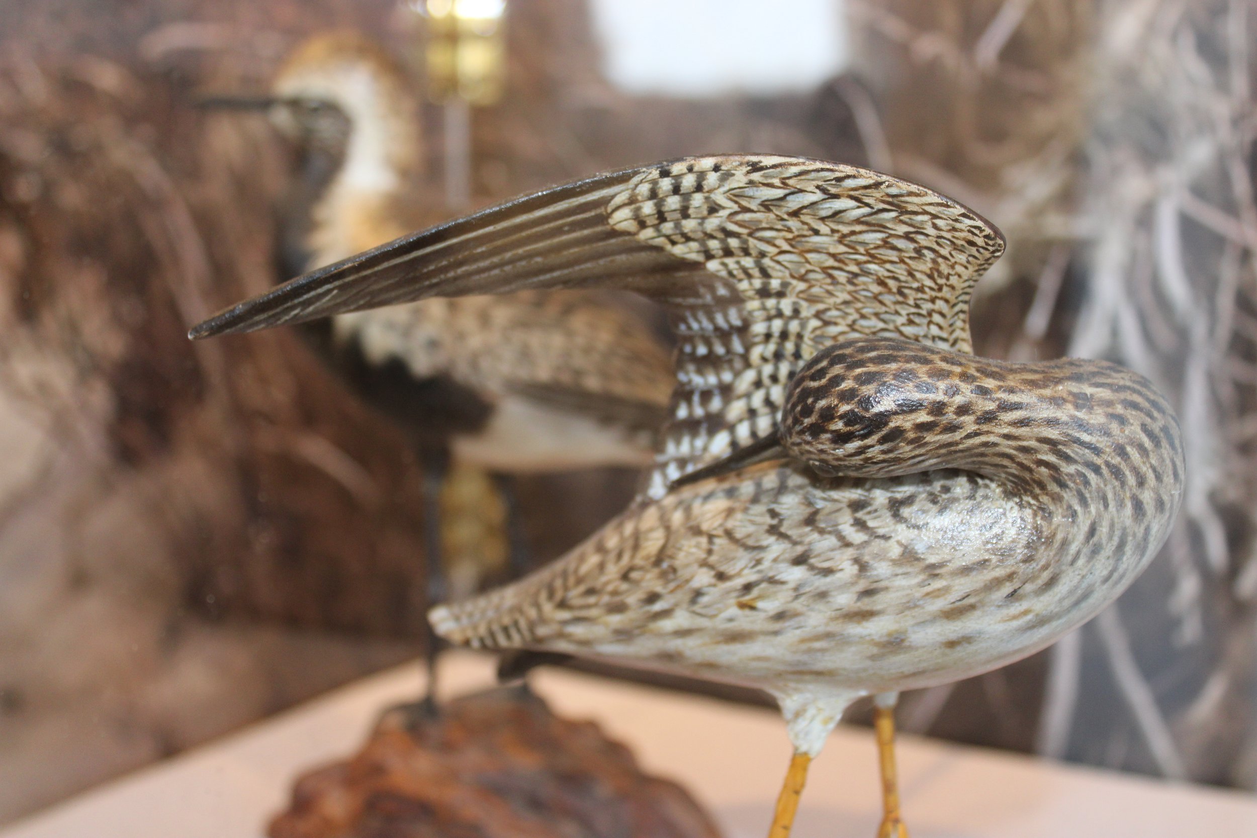  Every year, the Cape's sandy beaches are the temporary homes to thousands of migratory shorebirds. In this exhibit, learn about the different types of shorebirds that call the Cape home, the food they eat, and the incredible journeys they make to ge