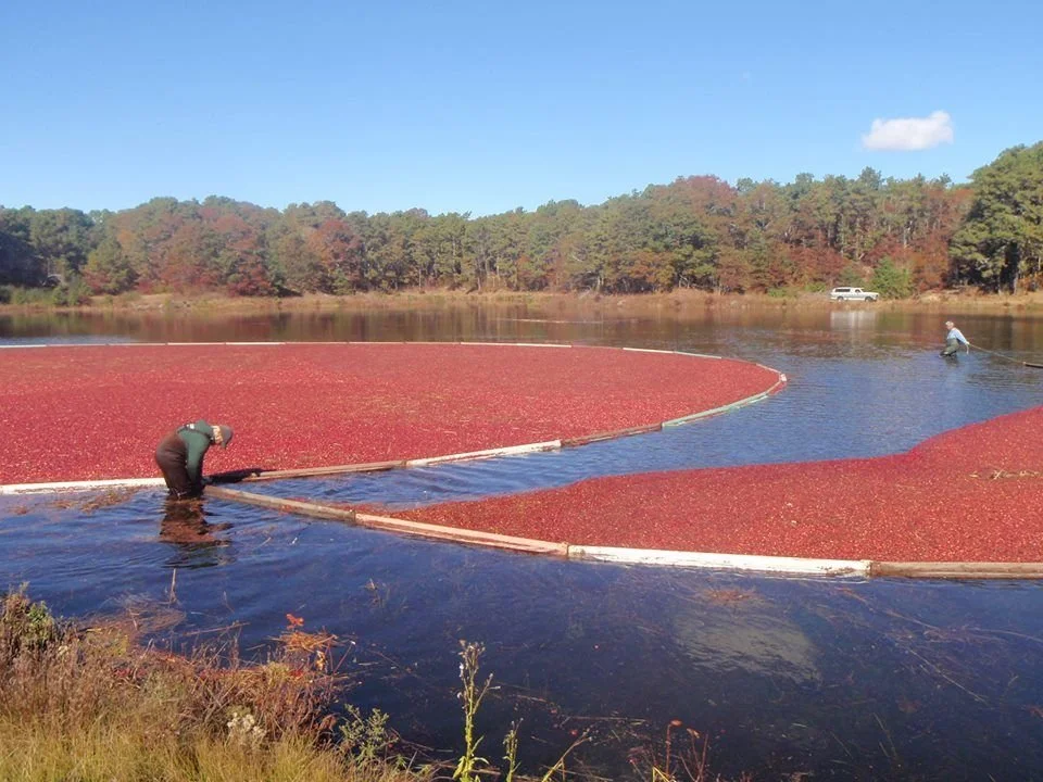 Ever wonder how cranberries go from bog to your plate? 🍒💧

Join Leo &amp; Andrea Cakounes for a hands-on dive into the cranberry world: planting, harvesting, and surprising uses of Cape Cod&rsquo;s most iconic berry. Learn about the 12-month operat
