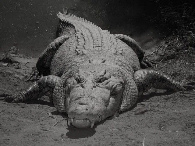 Think wartime oddities only happened overseas? Think again! 🌊⚓

In addition to bat bombs and crocodile attacks, Joe Yukna will uncover three eerie stories rooted right here on Cape Cod. These aren&rsquo;t myths&mdash;they&rsquo;re true accounts pull