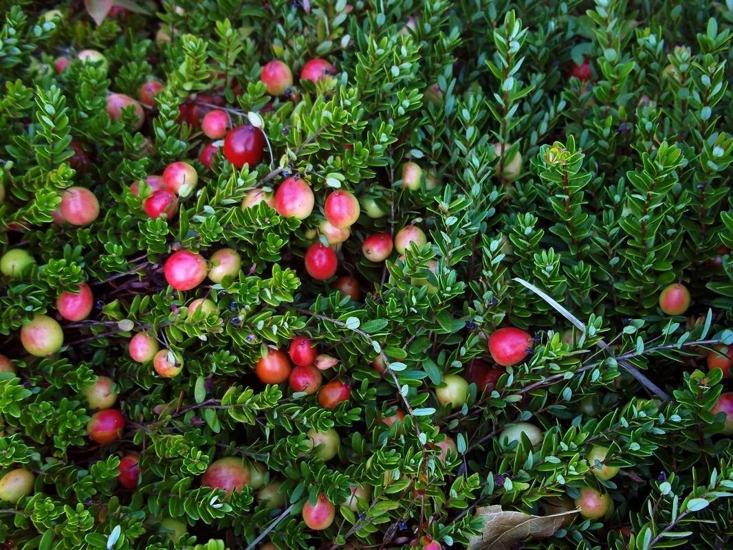Do you LOVE cranberries? 🍒💥
Join Leo & Andrea Cakounes, operators of Cape Cod’s largest organic cranberry bog, for a fun, behind-the-scenes look at how these little red powerhouses are grown, harvested, and turned into everything from fo