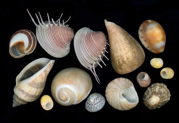 🐚 History on Tap: Shells of Everyday World

Discover the hidden stories that shells can tell! Join Sandy Macfarlane as she explores how these delicate, colorful, and sometimes drab creatures connect to our lives, our history, and the natural world a