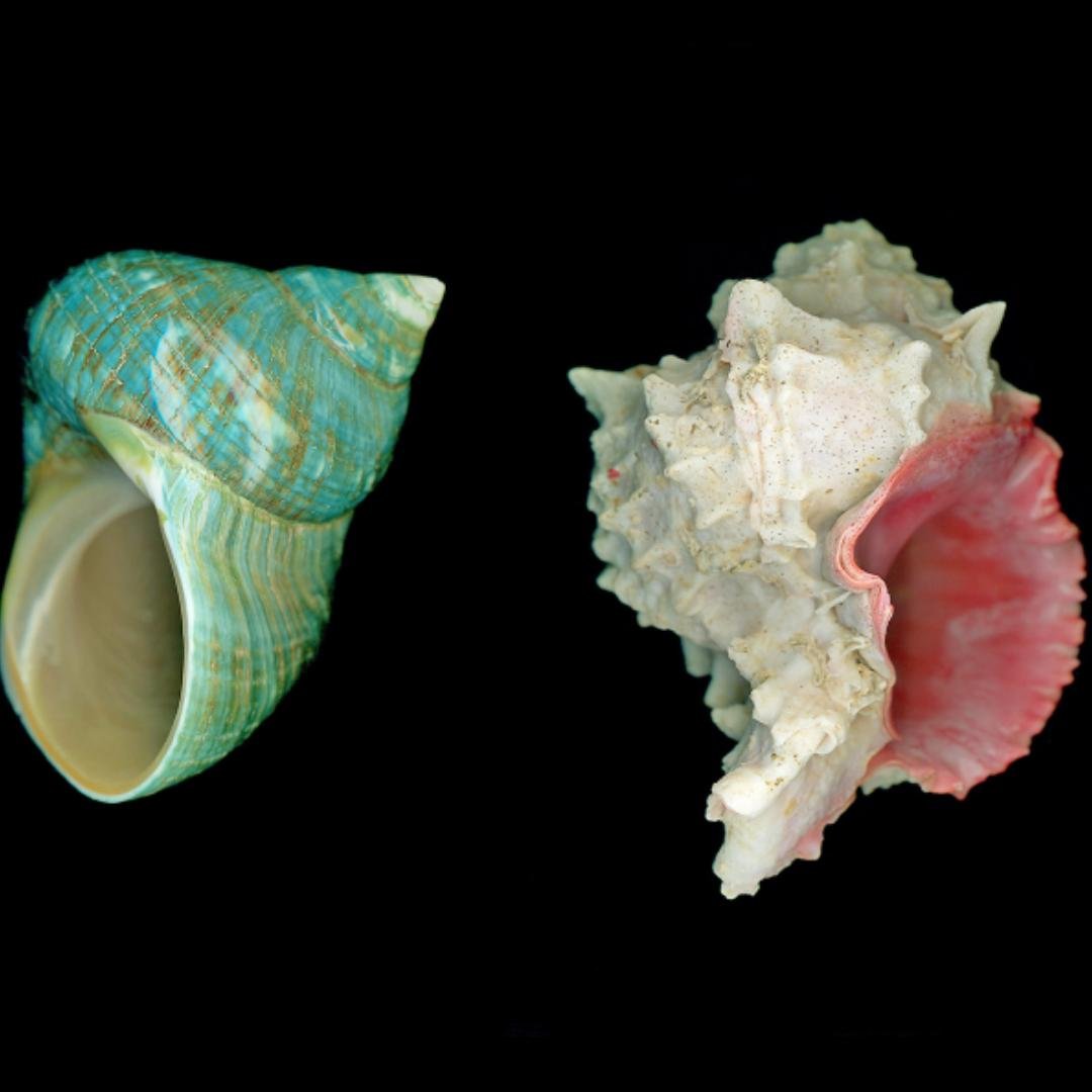 🚨 LAST CALL &mdash; This Thursday! 🍻🐚

Join us Thursday, January 22 | 5:00&ndash;6:30 PM for History on Tap: Shells of Everyday World at the Cape Cod Maritime Museum. Shellfish biologist Sandy Macfarlane will reveal the surprising stories shells t