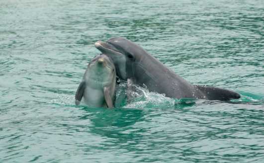 HISTORY ON TAP: DOLPHIN COMMUNICATION - PAST, PRESENT, AND FUTURE