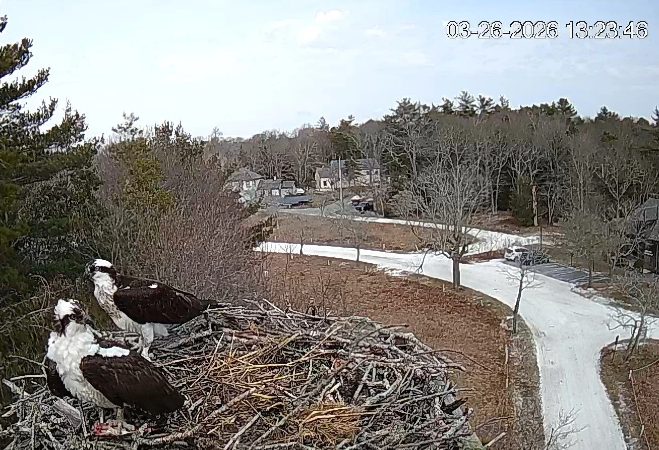 Some great news this week&mdash;the ospreys are back! Check out the Waquoit Bay live Osprey Nest Cam to catch a glimpse of Rachel and Carson! It can only mean one thing&hellip; summer is right around the corner!