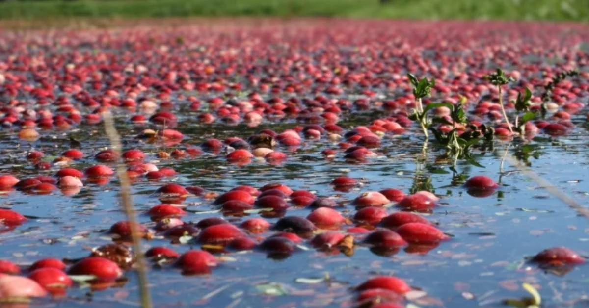 HISTORY ON TAP: RESTORING CRANBERRY BOGS TO NATURAL CONDITIONS