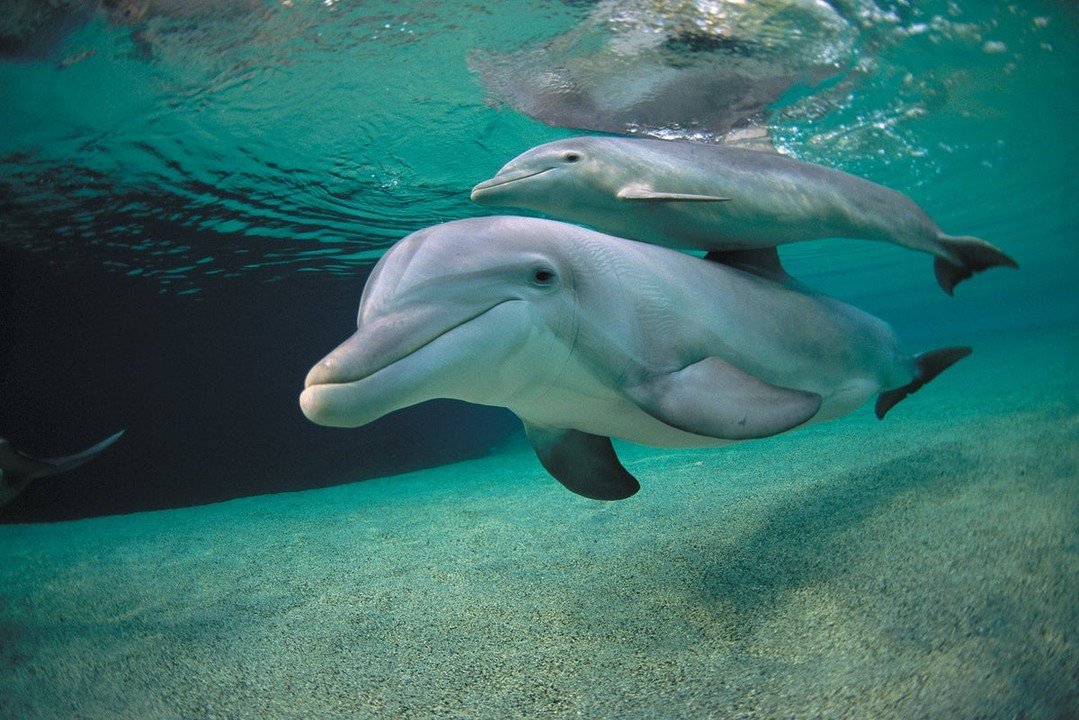 History on Tap: Dolphin Communication - Past, Present, and Future

Dolphins have long captured the human imagination as highly intelligent animals capable of complex communication. But what does science actually tell us about how dolphins communicate