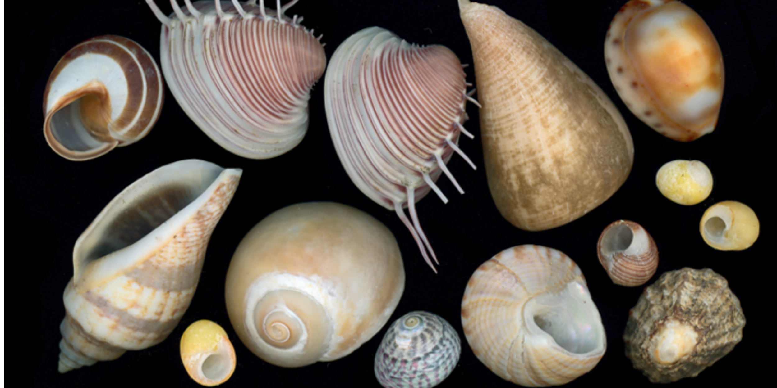 Everday Shells HISTORY ON TAP: SHELLS OF EVERYDAY WORLD — Cape Cod Maritime Museum