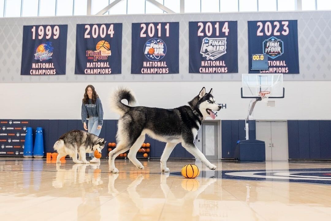 Let&rsquo;s Go #Huskies!!! 🏀 

#NCAA 
#Champions 
#StamfordCT 
#MarchMadness