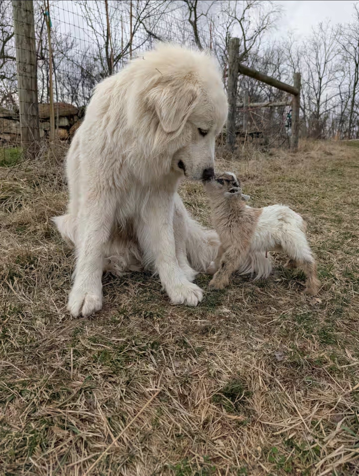dog and goat.jpeg