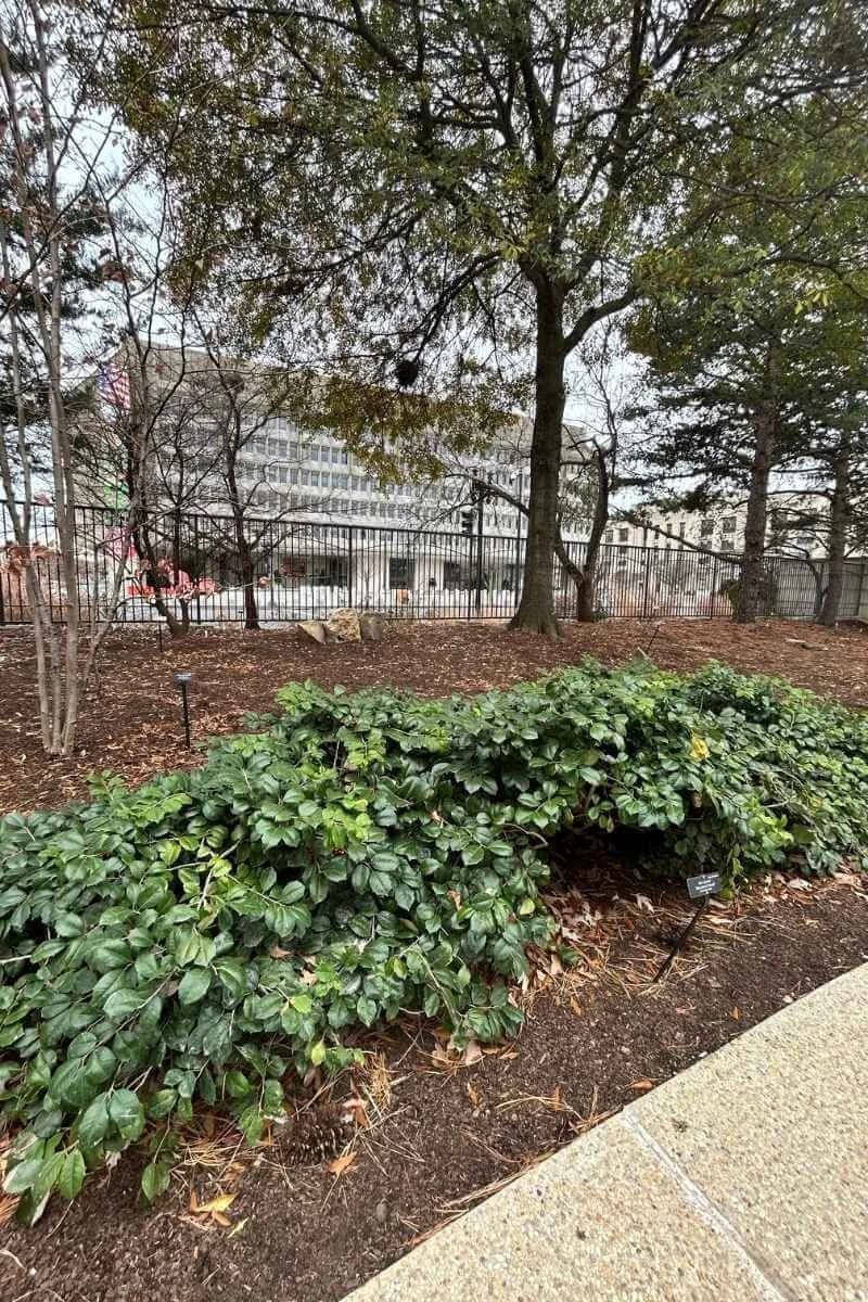 Maryland Dwarf American Holly growing under trees in an urban environment between a sidewalk and iron fencing, a compact deer resistant evergreen shrub