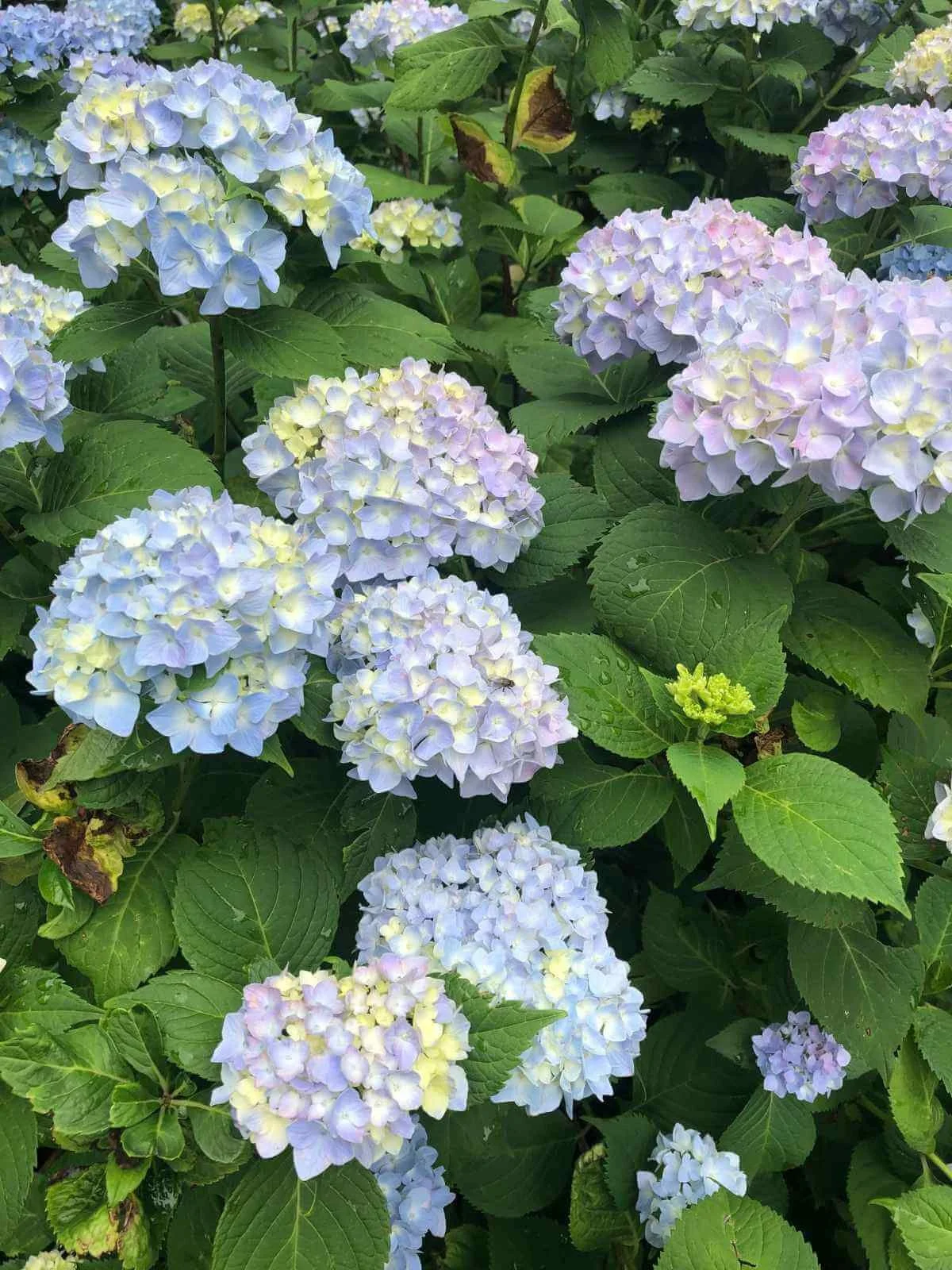 Blue Nikko Blue hydrangea flowers surrounded by green foliage