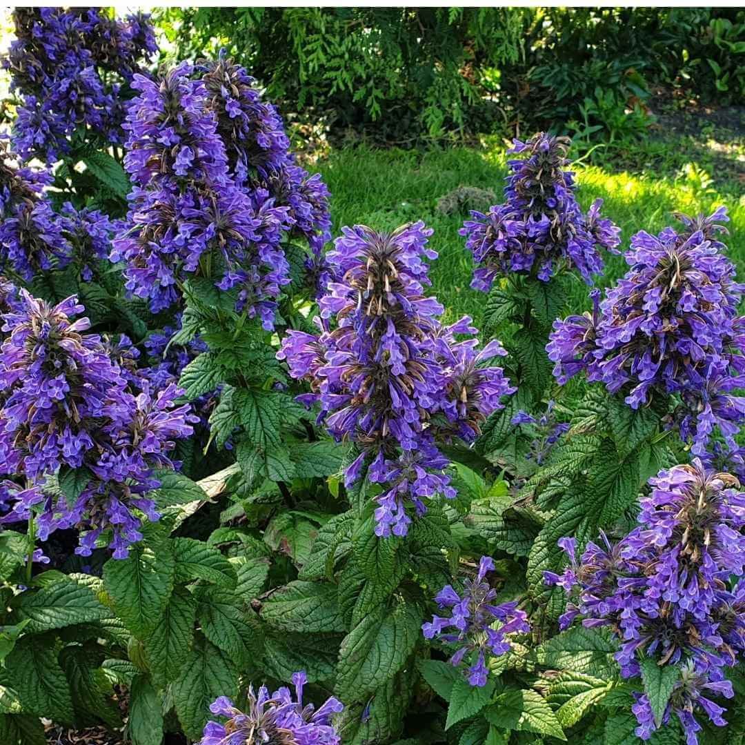 Neptune catmint (Nepeta kubanica) closeup showing violet blue flowers and large green leaves growing in a garden bed next to a lawn