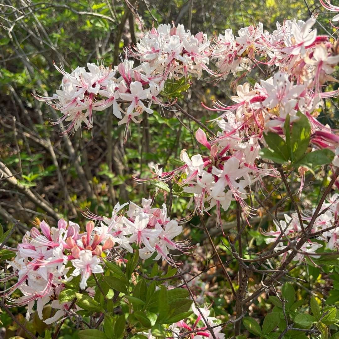 hummingbird garden plant pinxterbloom azalea covered in pink flowers.