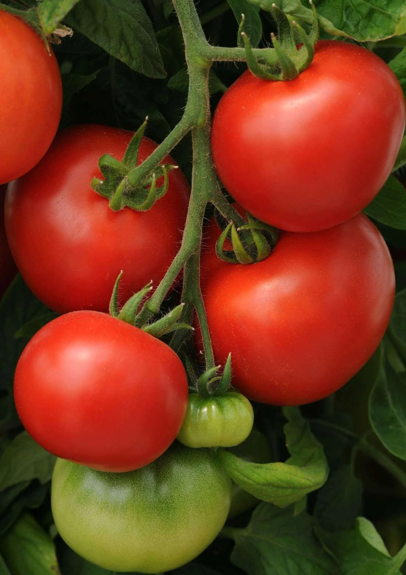green and red tomatoes growing in garden closeup