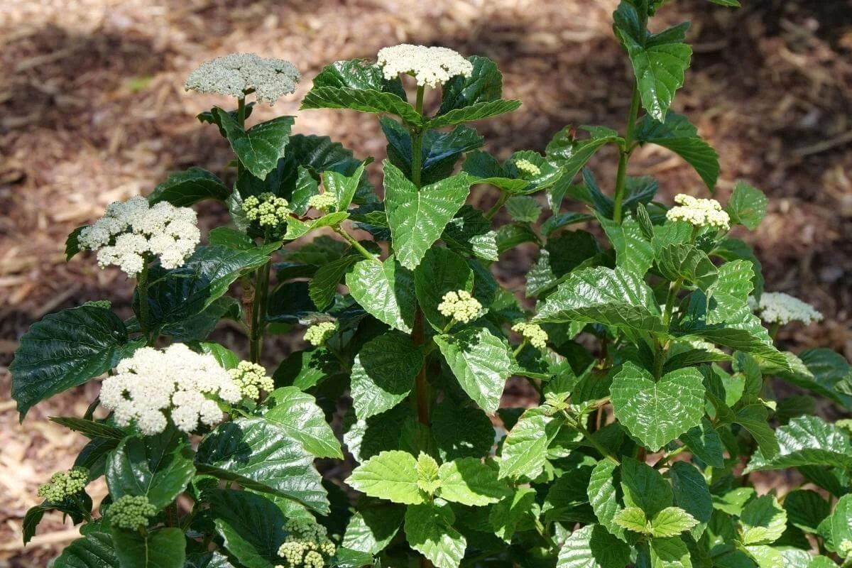 Arrowwood viburnum growing in a mulched garden bed, a four season deer resistant native shrub