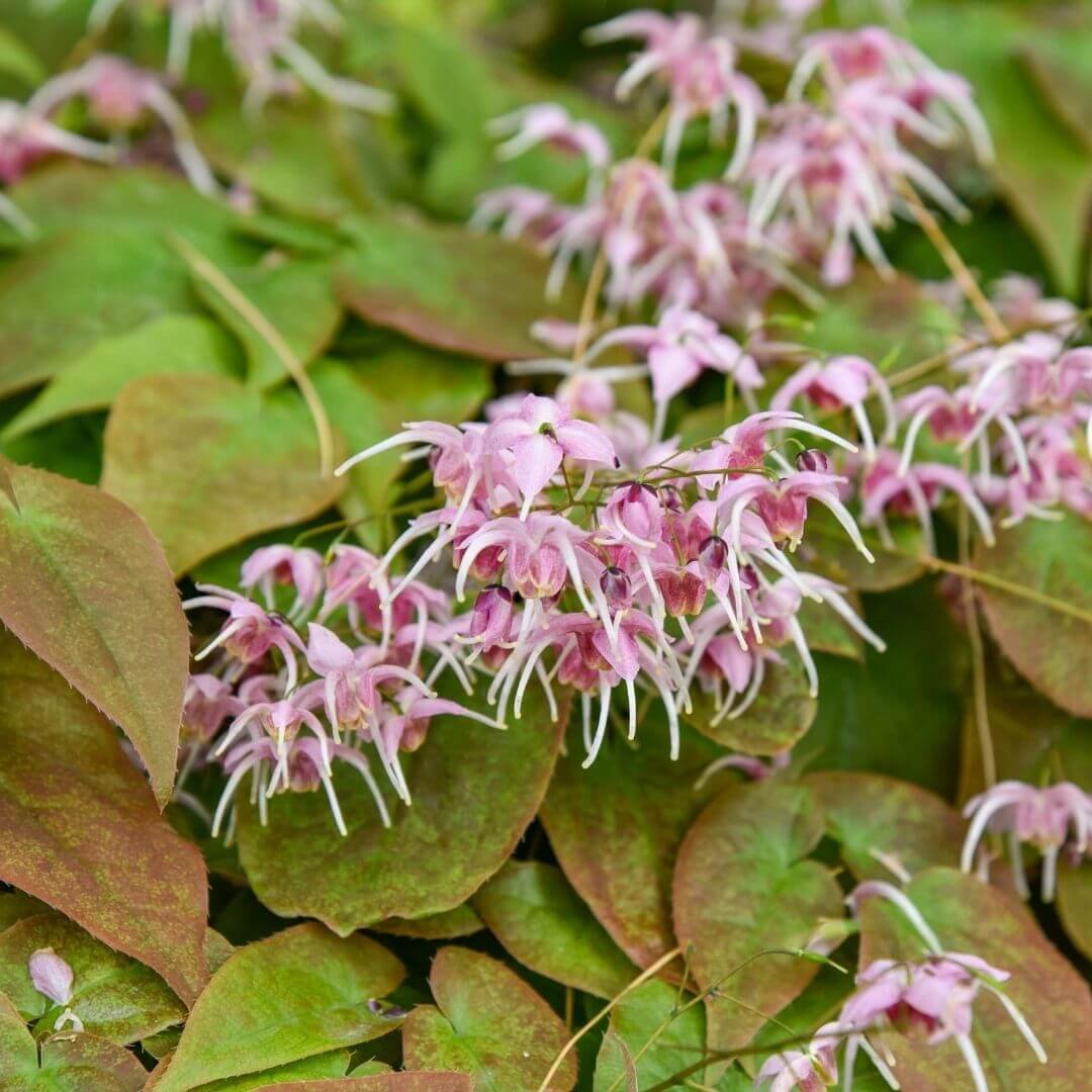 Closeup of epimedium pink flowers and green leaves tinged with red, a tough deer resistant ground cover for dry shade