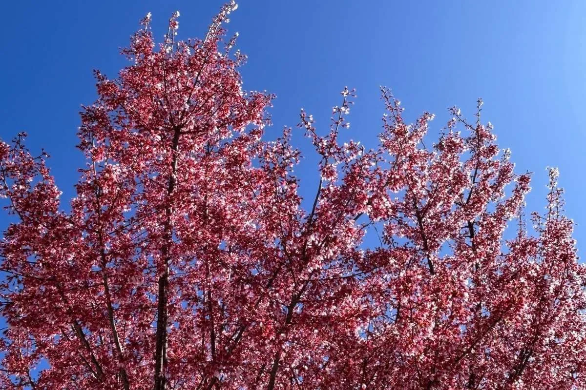 okame cherry tree flowers blue sky