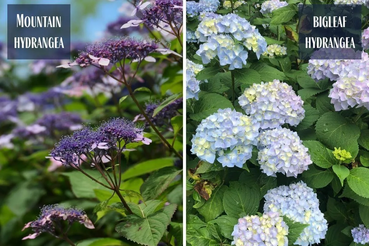 Side by side comparison of mountain hydrangea blue lacecap flowers and bigleaf hydrangea light blue mophead flowers with text labels identifying each