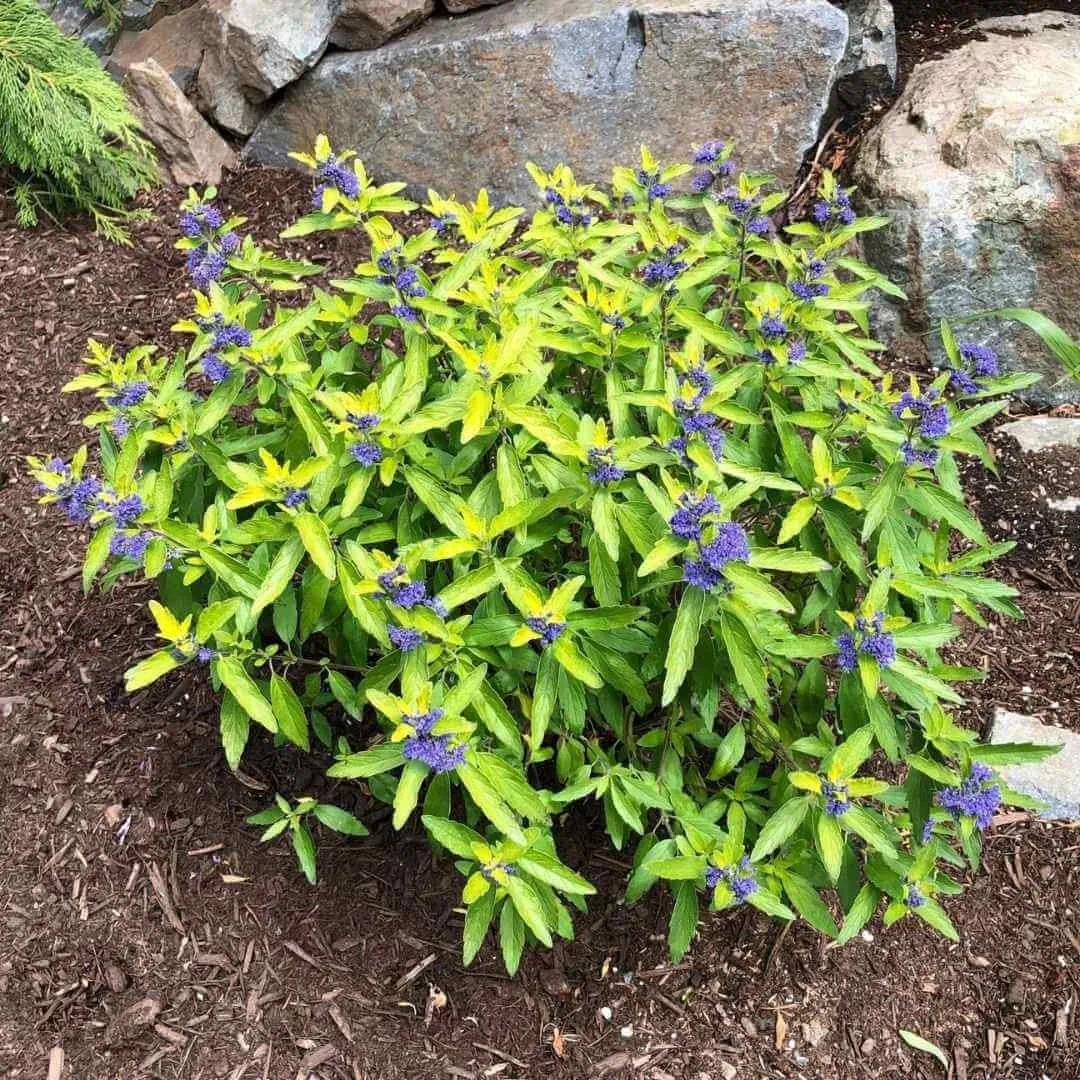 beekeeper bluebeard growing in hummingbird garden bed with mulch and landscaping rocks