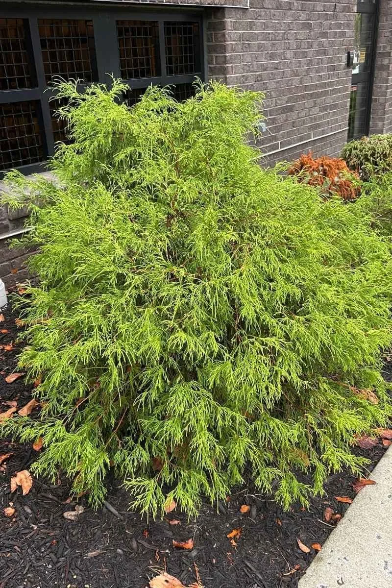 golden mop evergreen landscaping shrub foundation planting against brick building, parking garage, door in garden bed next to sidewalk